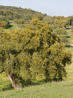 Fagaceae