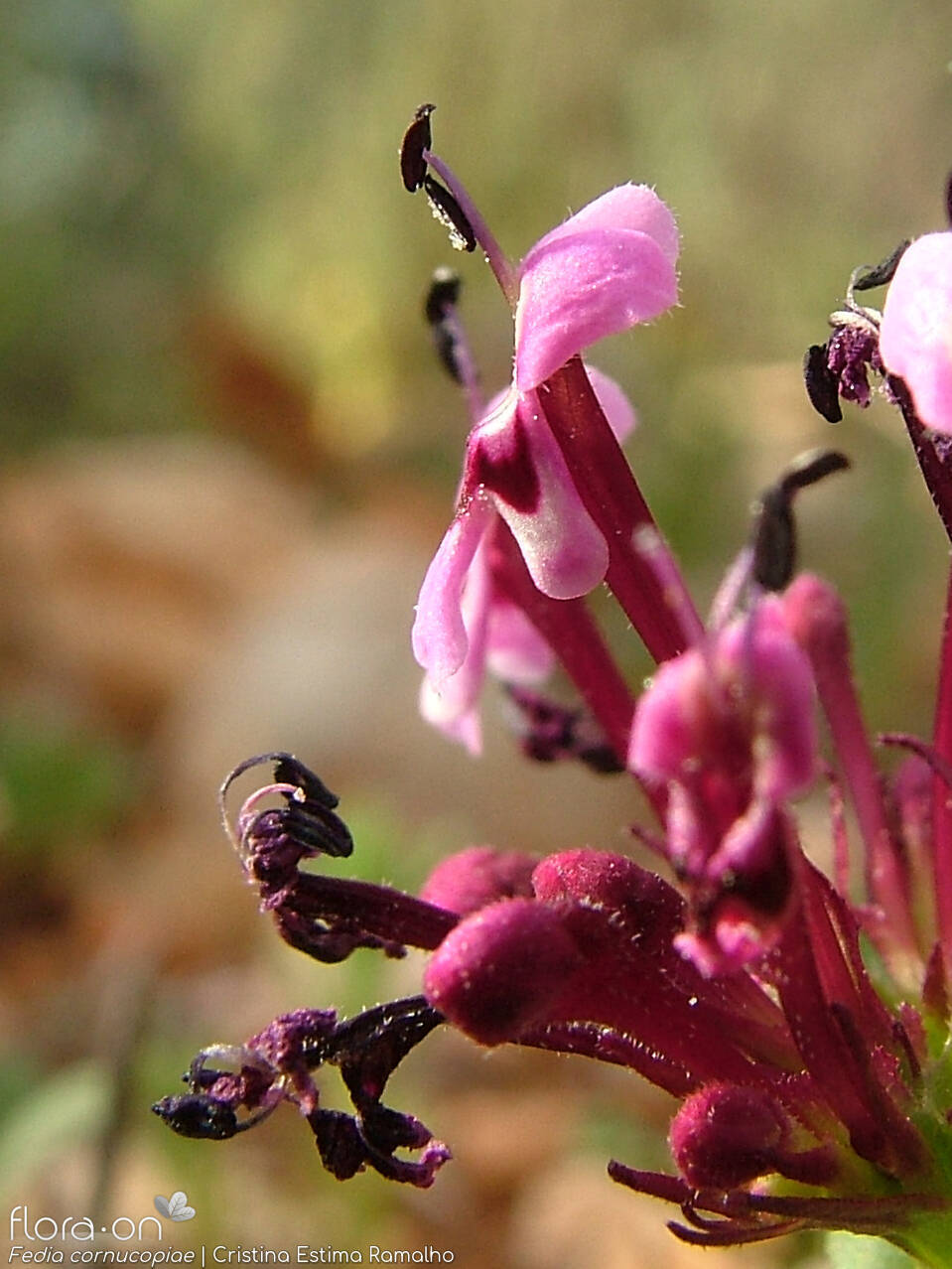 Fedia cornucopiae - Flor (close-up) | Cristina Estima Ramalho; CC BY-NC 4.0