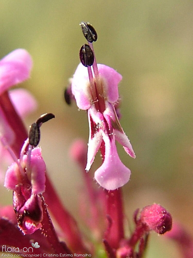 Fedia cornucopiae - Flor (close-up) | Cristina Estima Ramalho; CC BY-NC 4.0