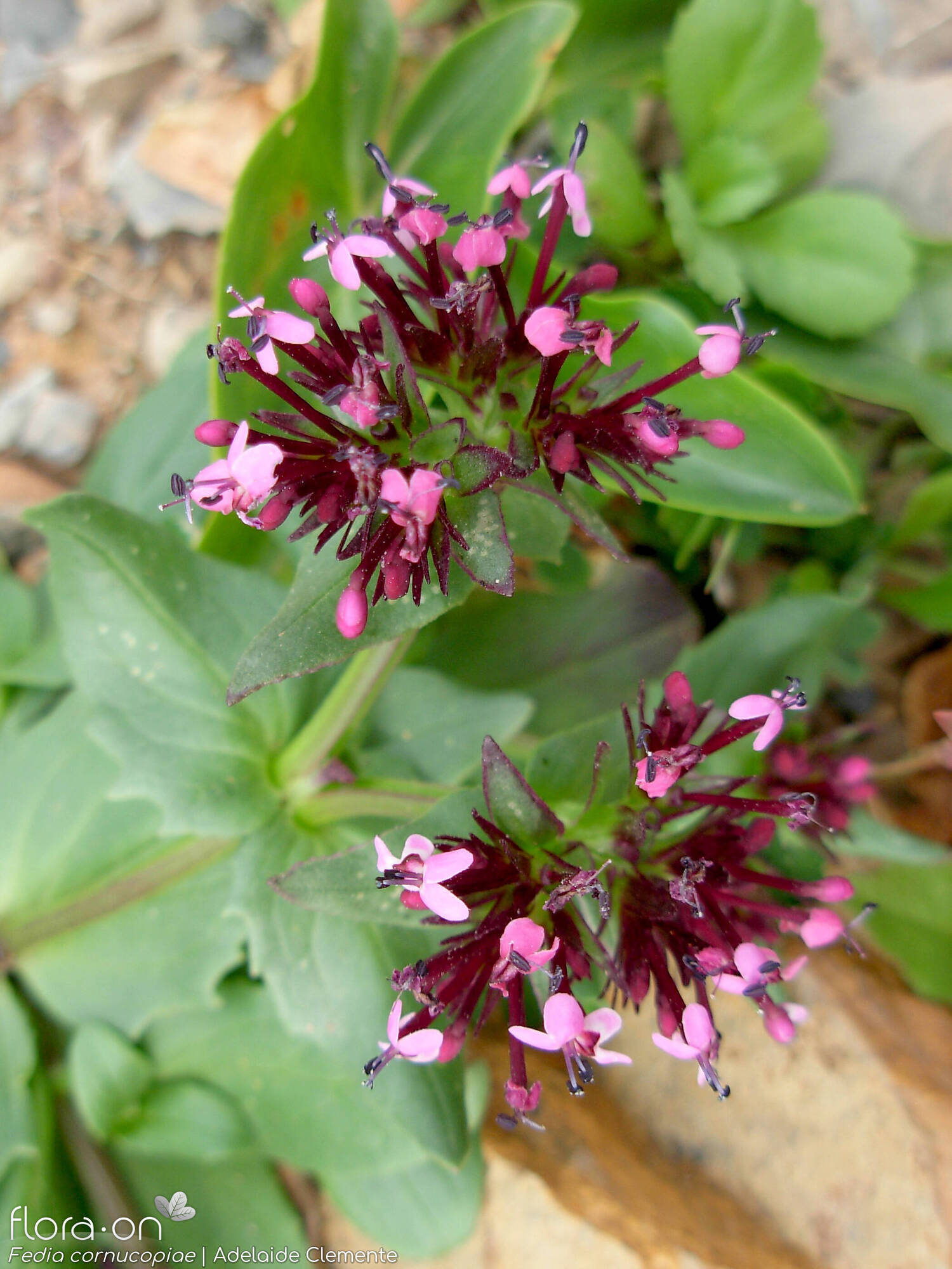 Fedia cornucopiae - Flor (geral) | Adelaide Clemente; CC BY-NC 4.0