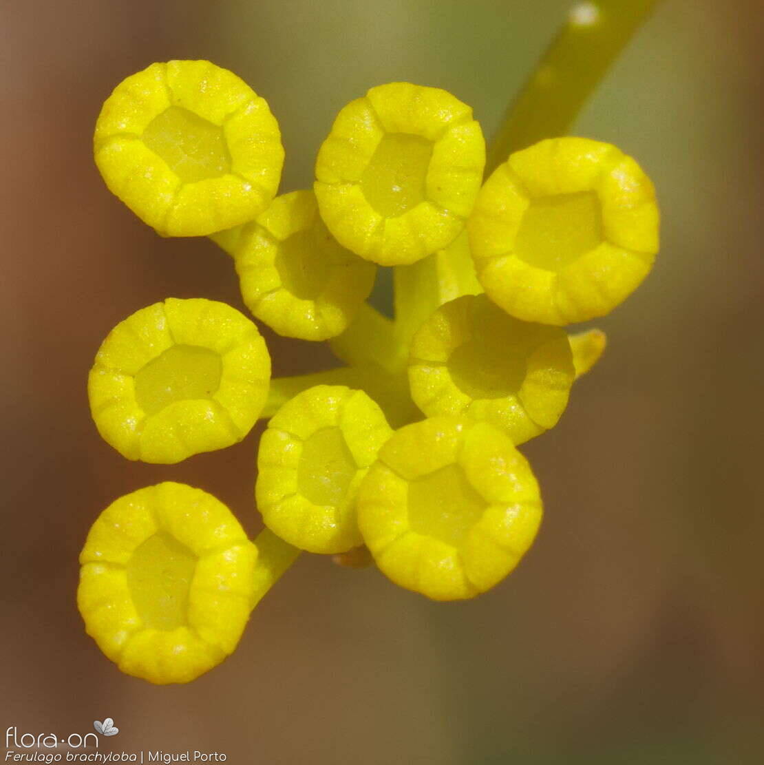 Ferulago brachyloba - Flor (close-up) | Miguel Porto; CC BY-NC 4.0