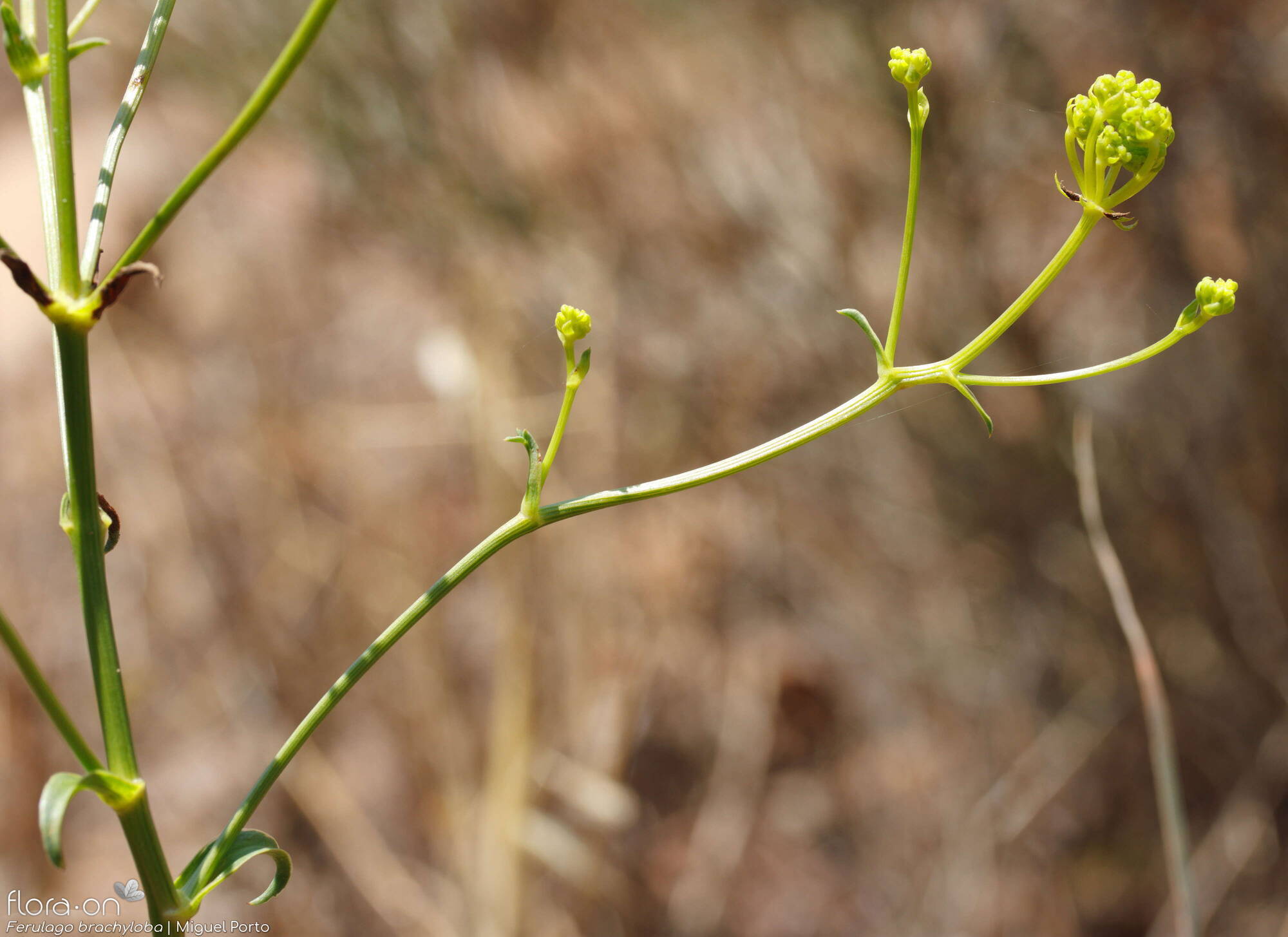 Ferulago brachyloba - Flor (geral) | Miguel Porto; CC BY-NC 4.0