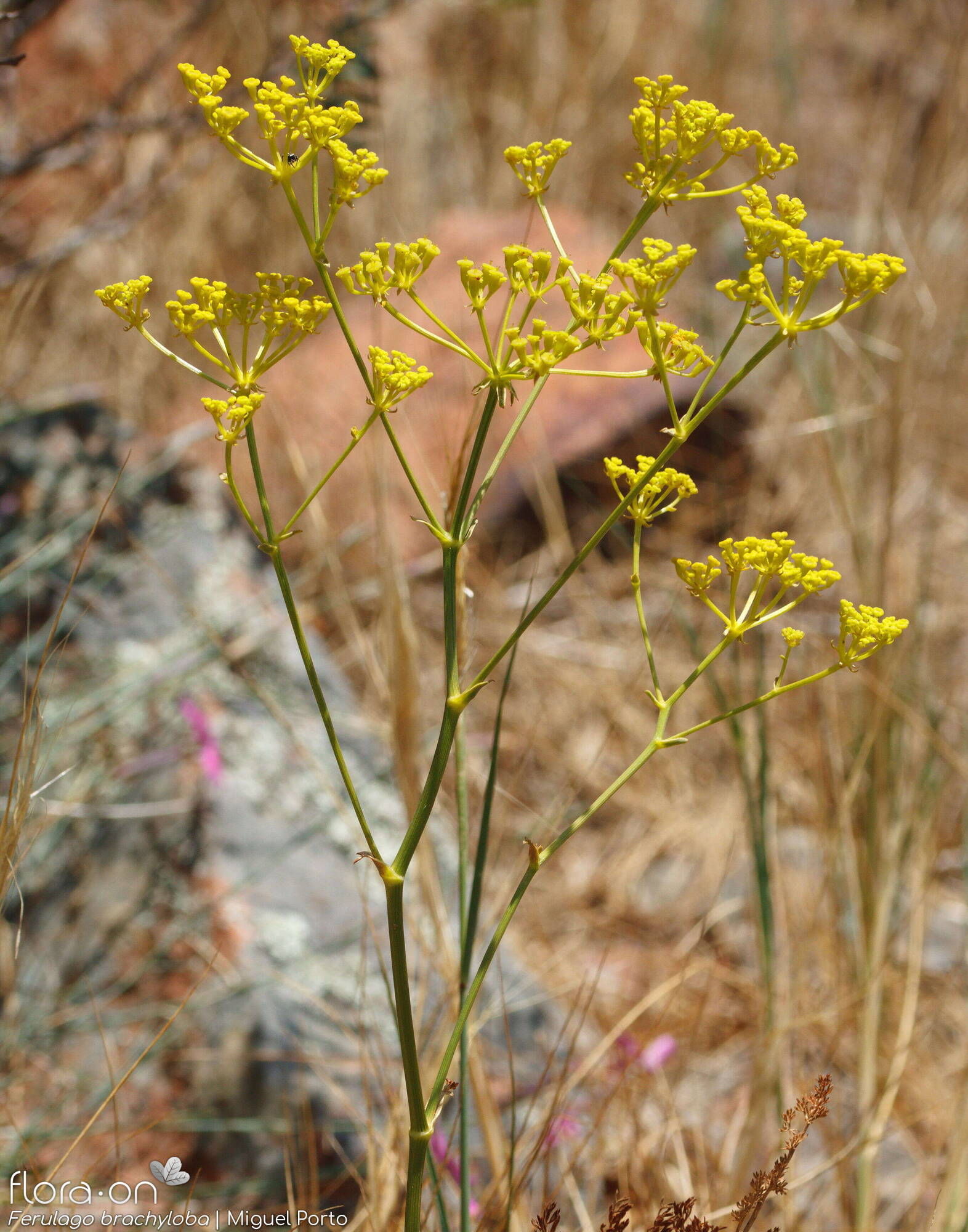 Ferulago brachyloba - Flor (geral) | Miguel Porto; CC BY-NC 4.0