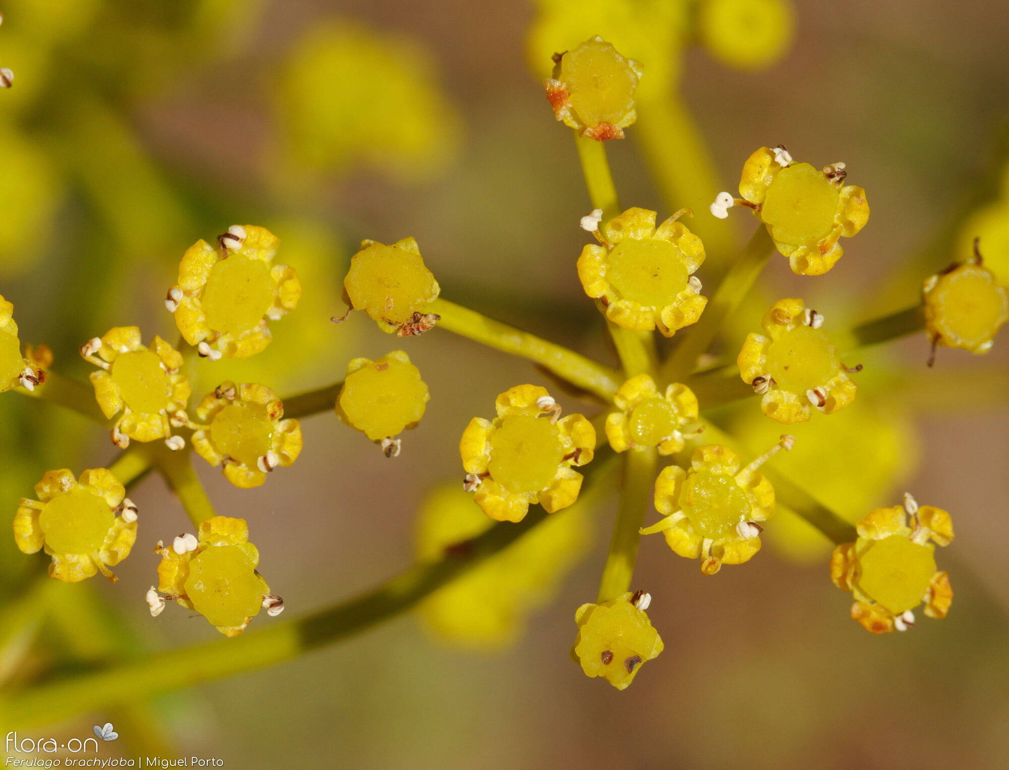 Ferulago brachyloba - Flor (close-up) | Miguel Porto; CC BY-NC 4.0