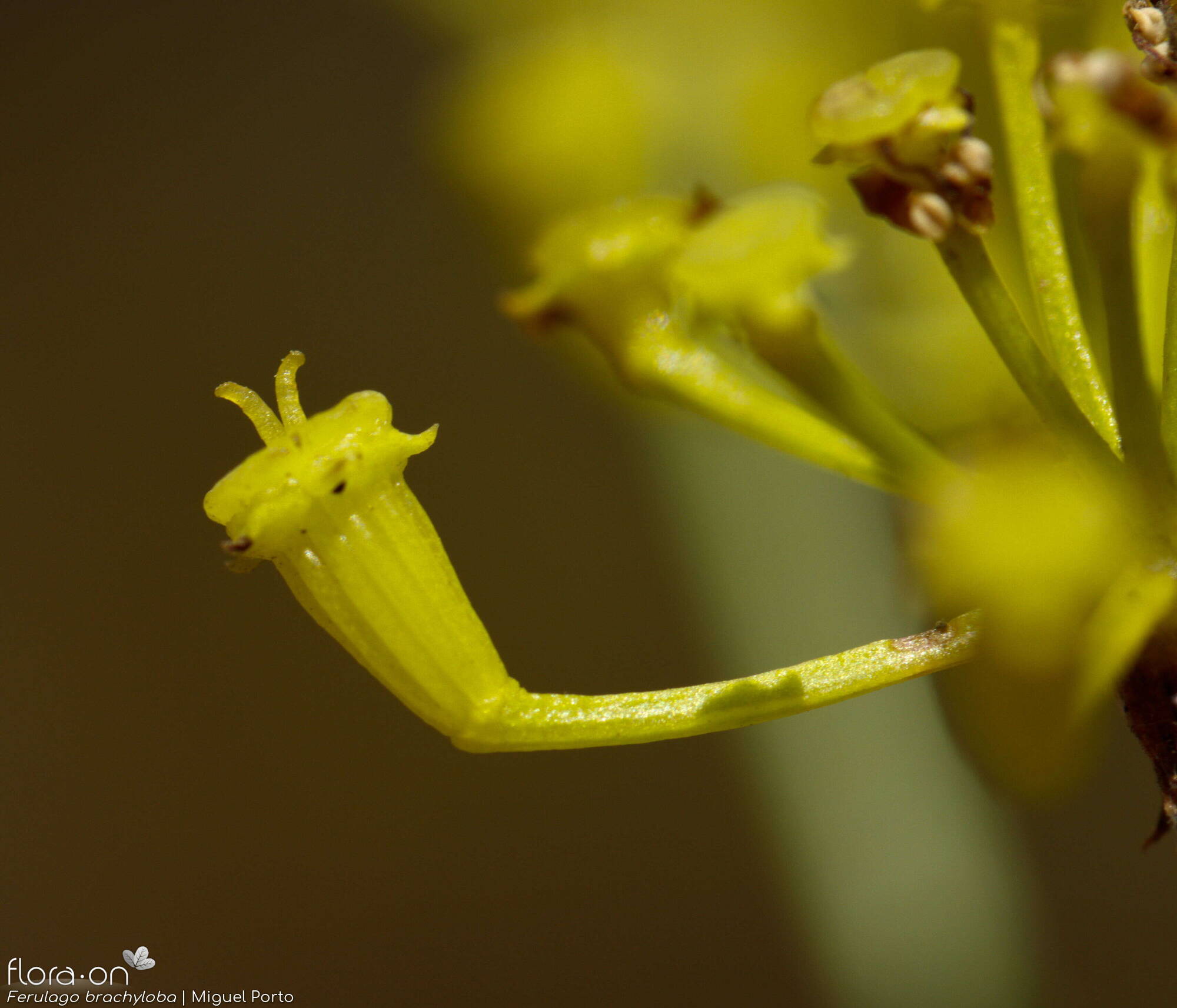 Ferulago brachyloba - Fruto | Miguel Porto; CC BY-NC 4.0