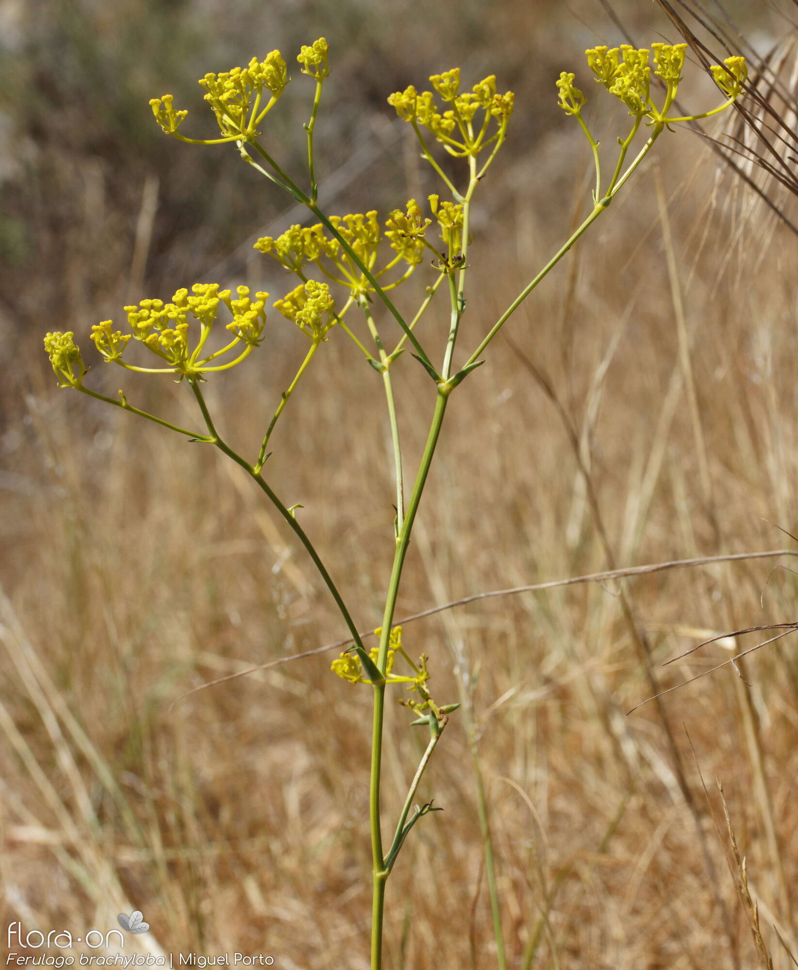 Ferulago brachyloba - Flor (geral) | Miguel Porto; CC BY-NC 4.0