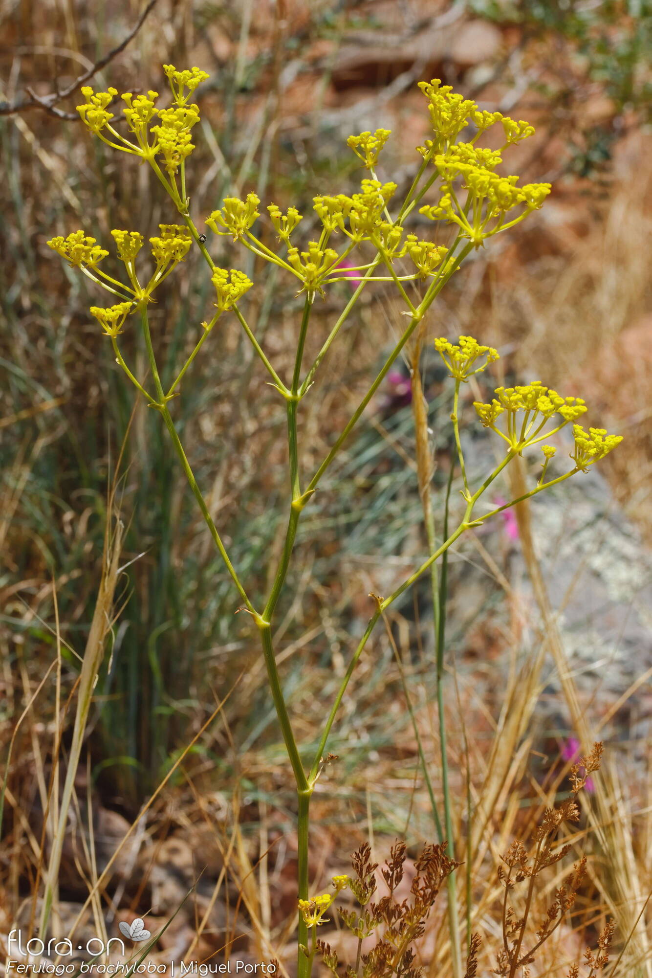 Ferulago brachyloba - Flor (geral) | Miguel Porto; CC BY-NC 4.0