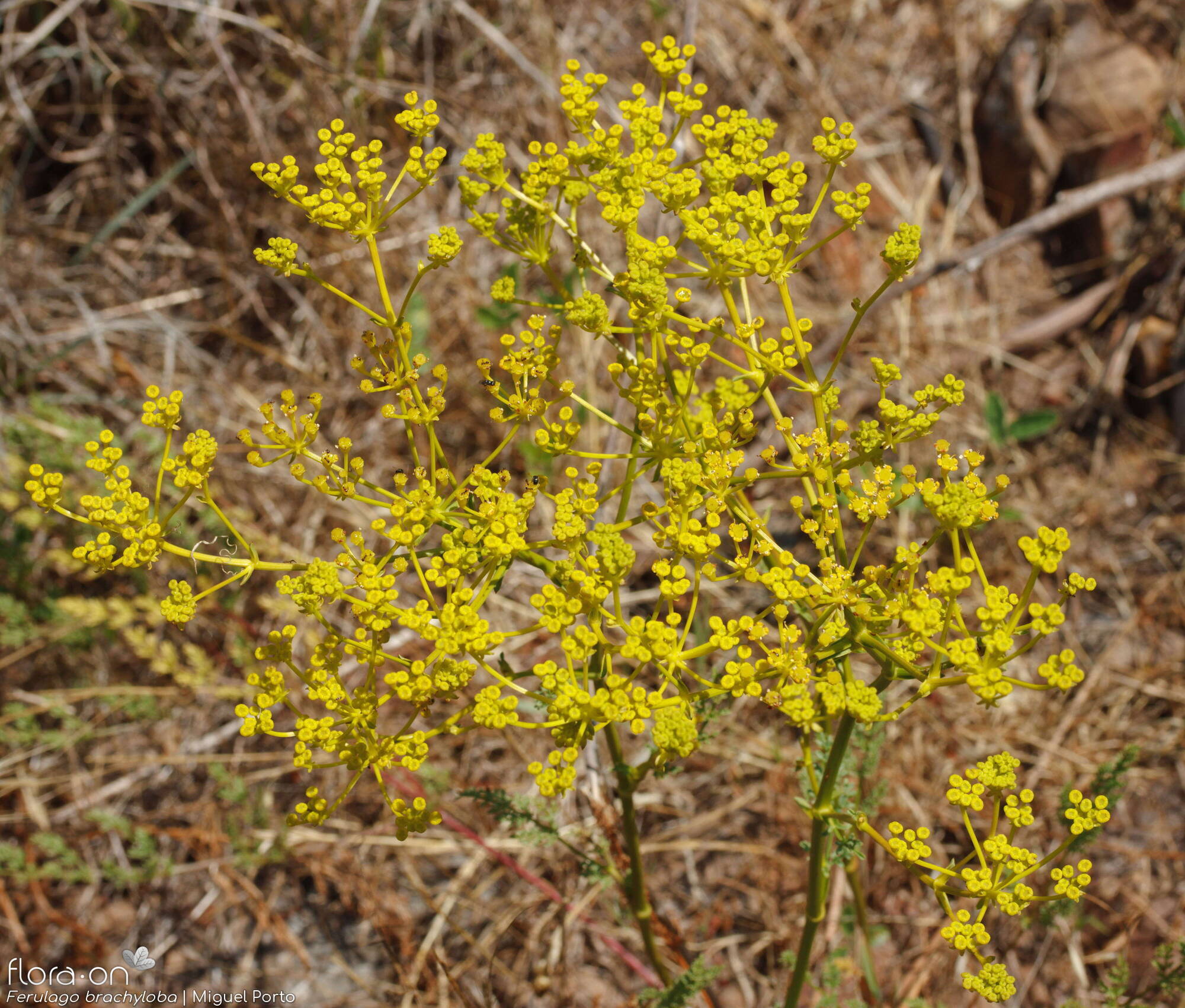 Ferulago brachyloba - Flor (geral) | Miguel Porto; CC BY-NC 4.0