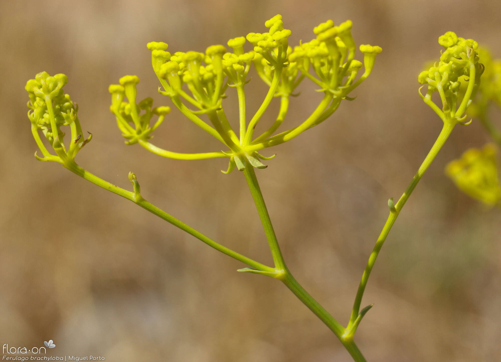 Ferulago brachyloba - Flor (geral) | Miguel Porto; CC BY-NC 4.0