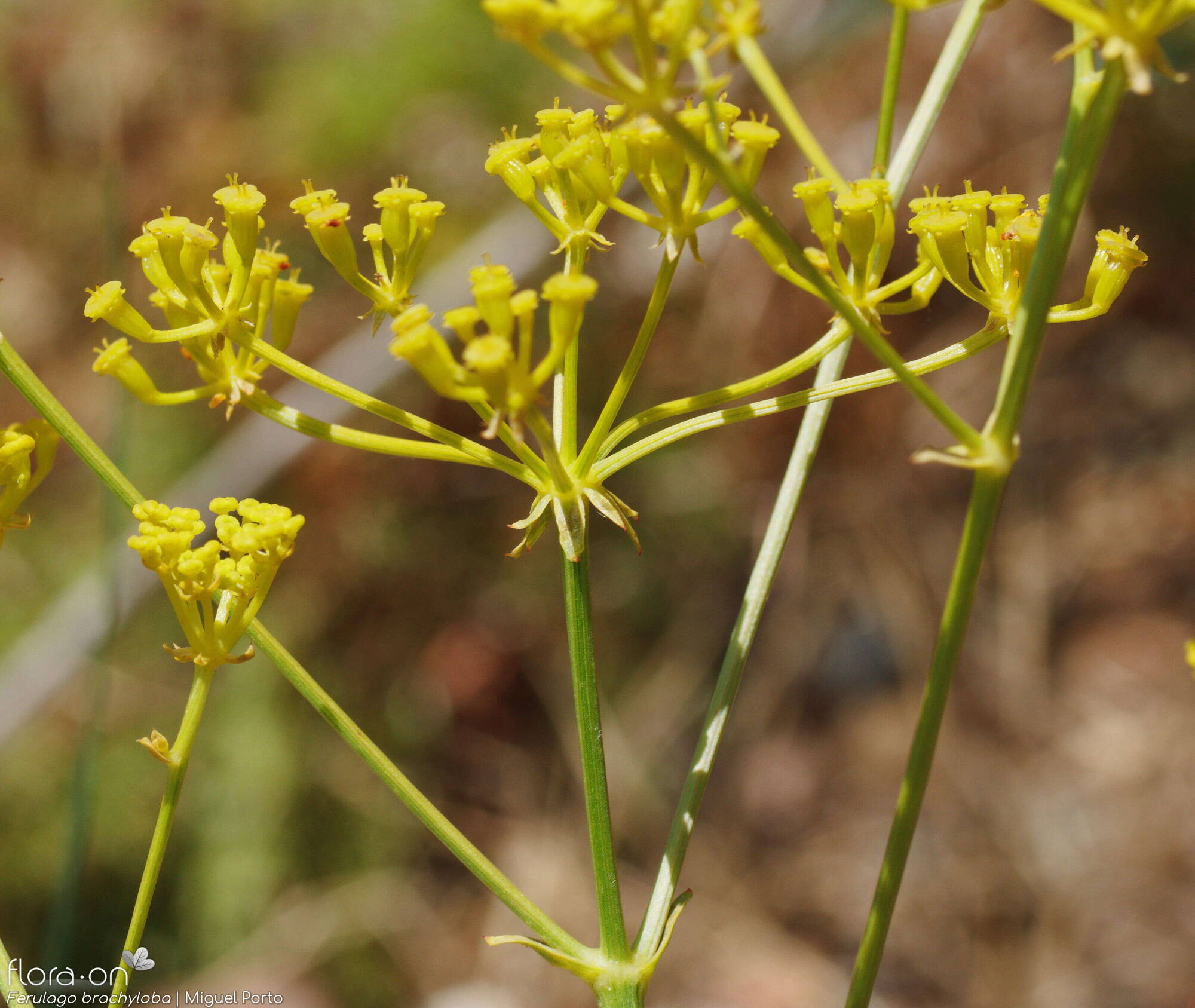 Ferulago brachyloba - Flor (geral) | Miguel Porto; CC BY-NC 4.0