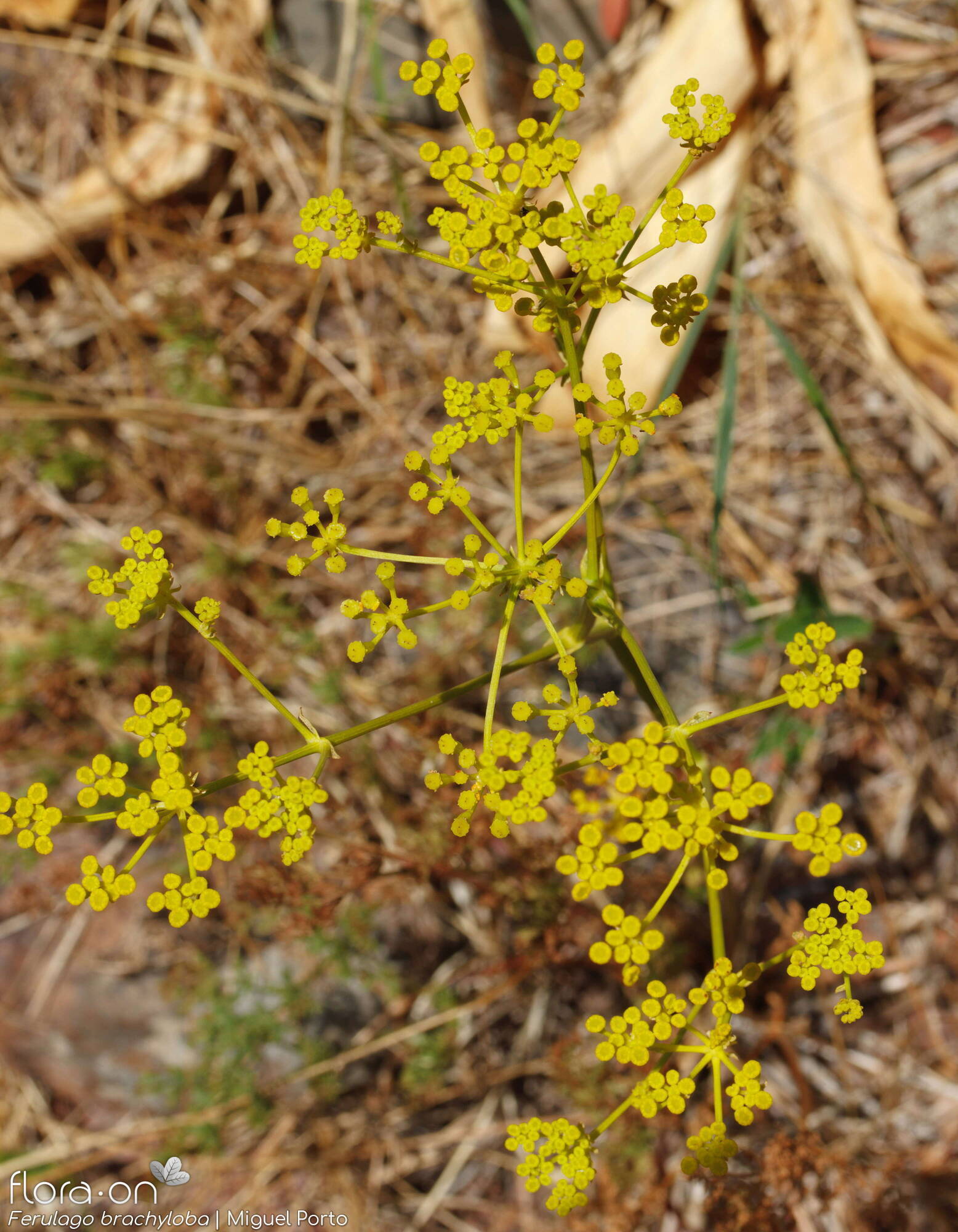 Ferulago brachyloba - Flor (geral) | Miguel Porto; CC BY-NC 4.0