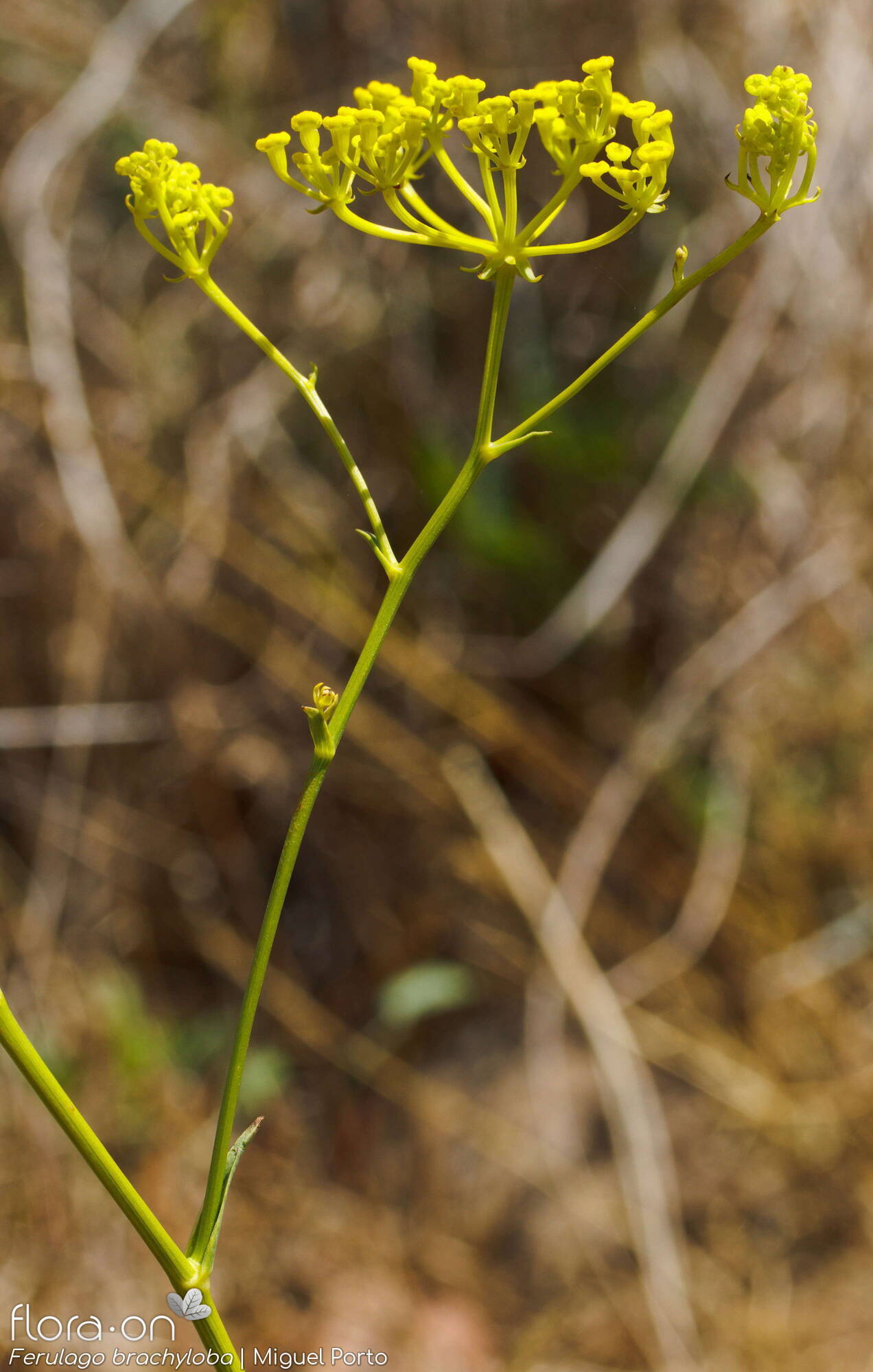 Ferulago brachyloba - Flor (geral) | Miguel Porto; CC BY-NC 4.0