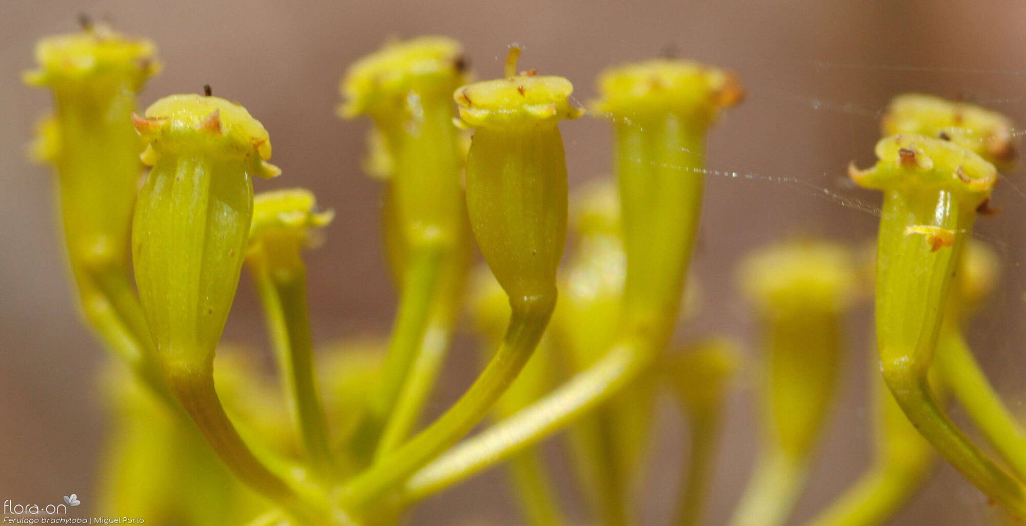 Ferulago brachyloba - Flor (close-up) | Miguel Porto; CC BY-NC 4.0