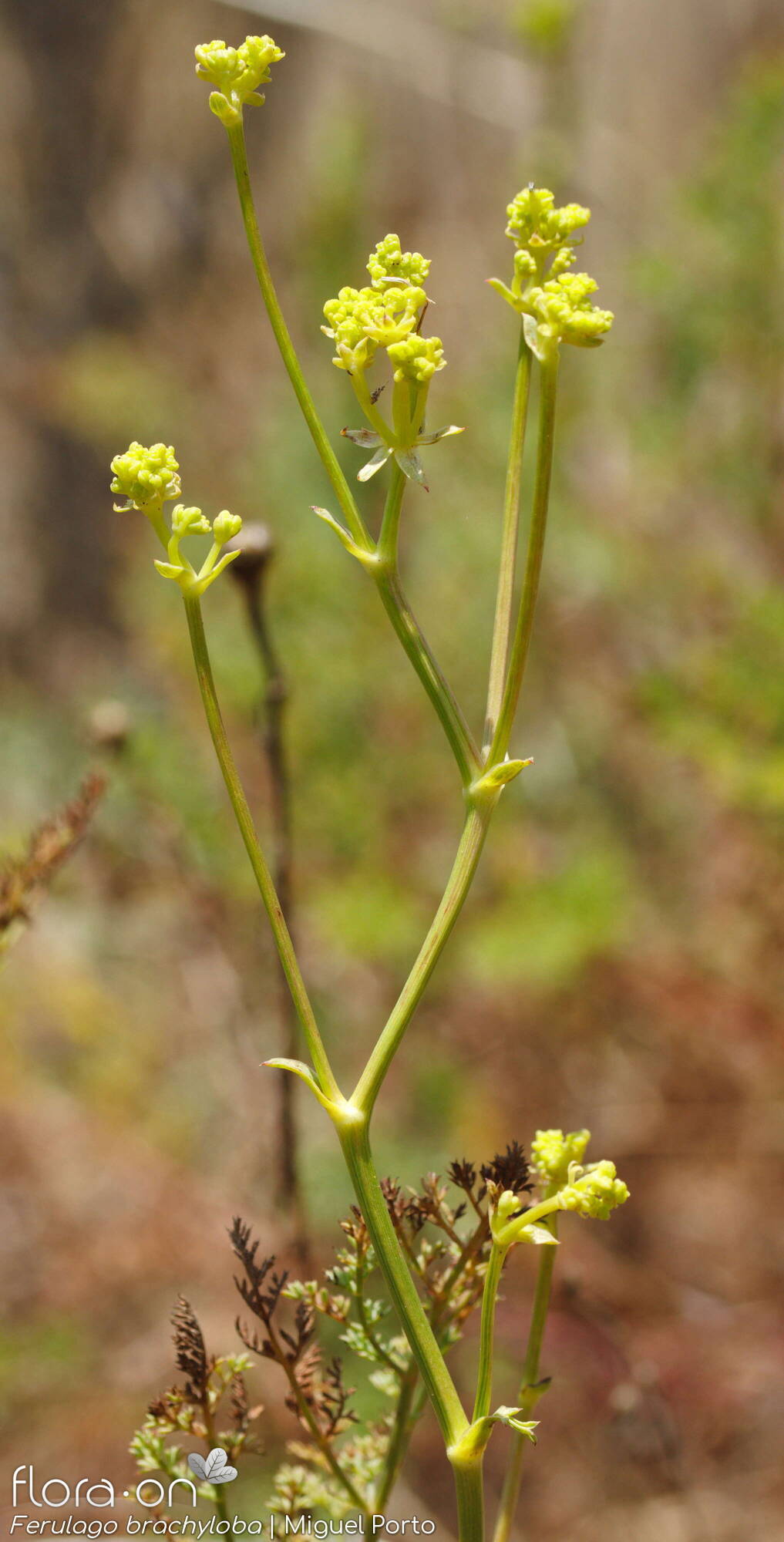 Ferulago brachyloba - Flor (geral) | Miguel Porto; CC BY-NC 4.0