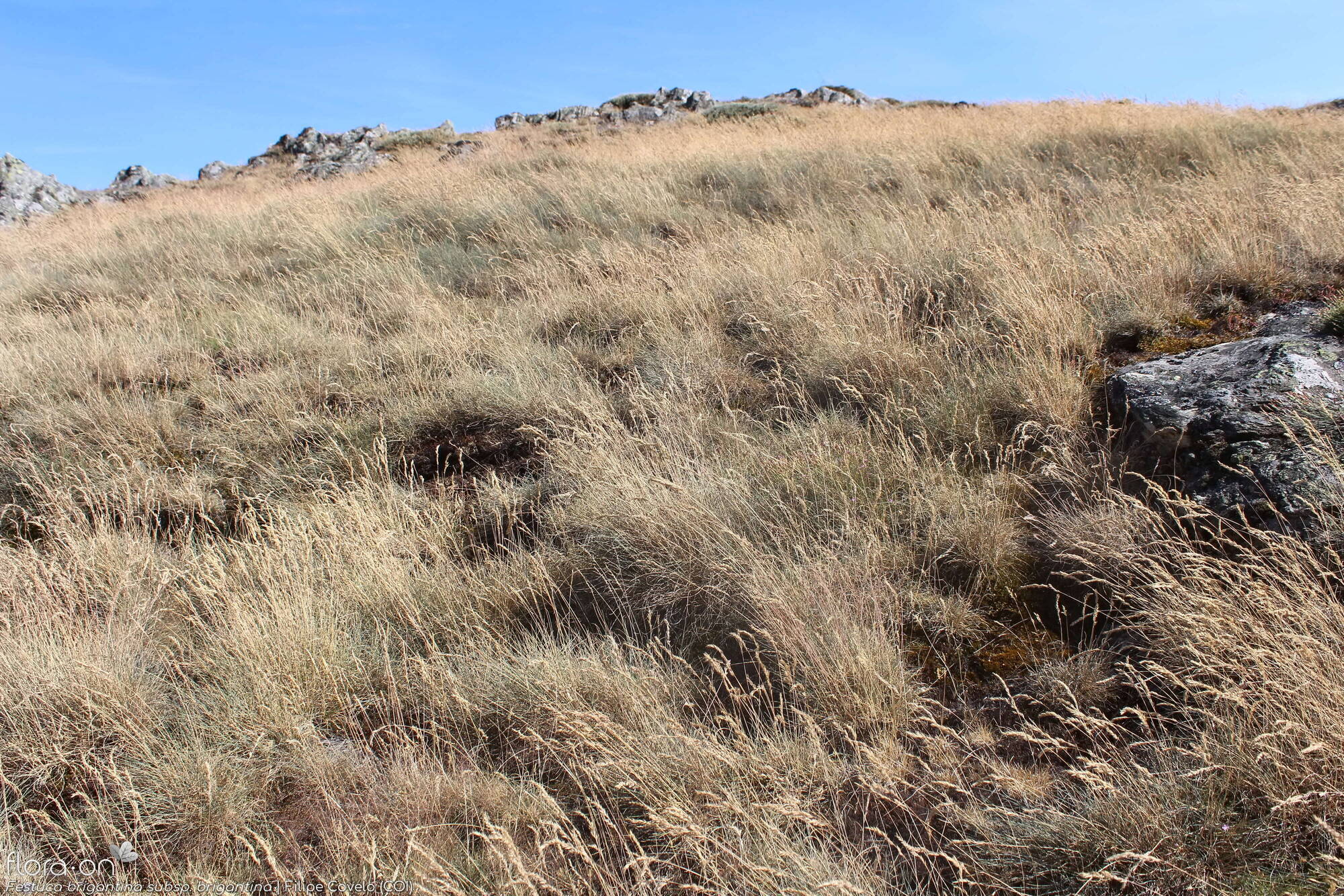 Festuca brigantina brigantina - Habitat | Filipe Covelo; CC BY-NC 4.0