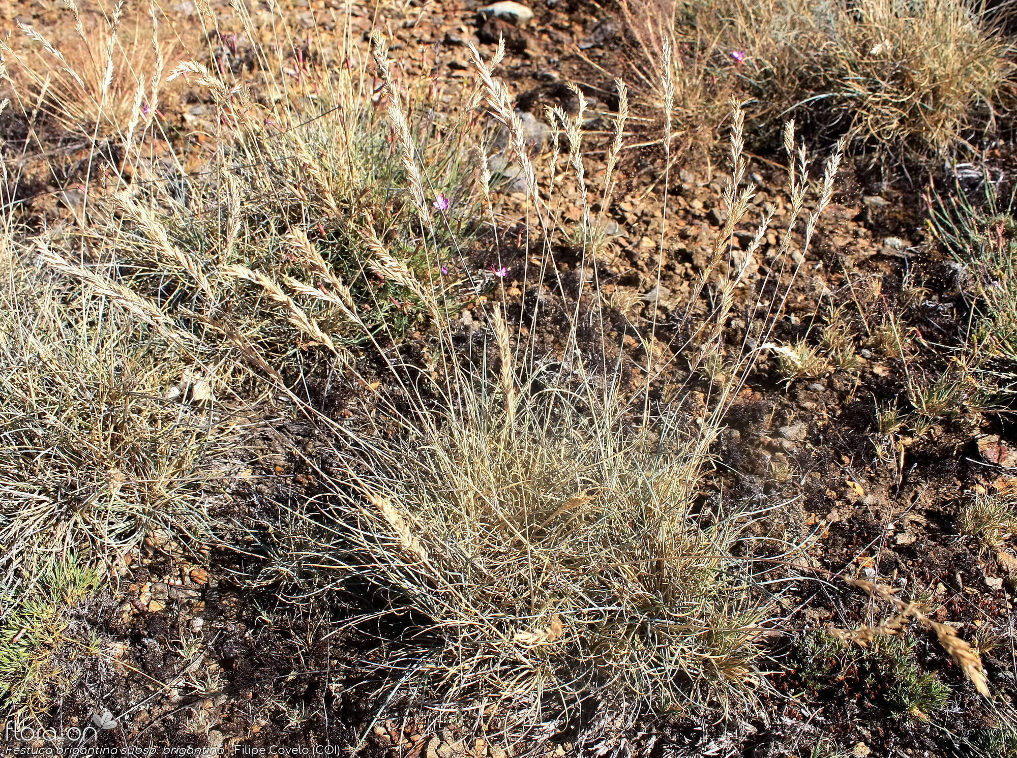 Festuca brigantina brigantina - Hábito | Filipe Covelo; CC BY-NC 4.0