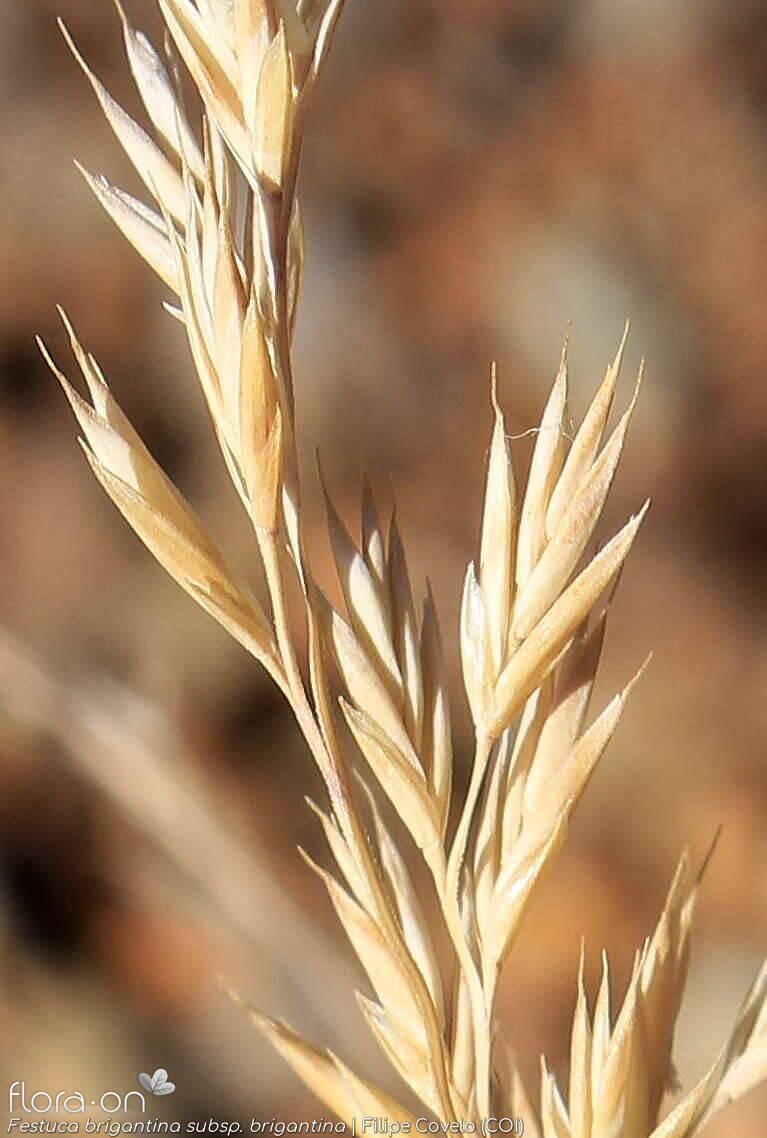 Festuca brigantina brigantina - Espigueta | Filipe Covelo; CC BY-NC 4.0