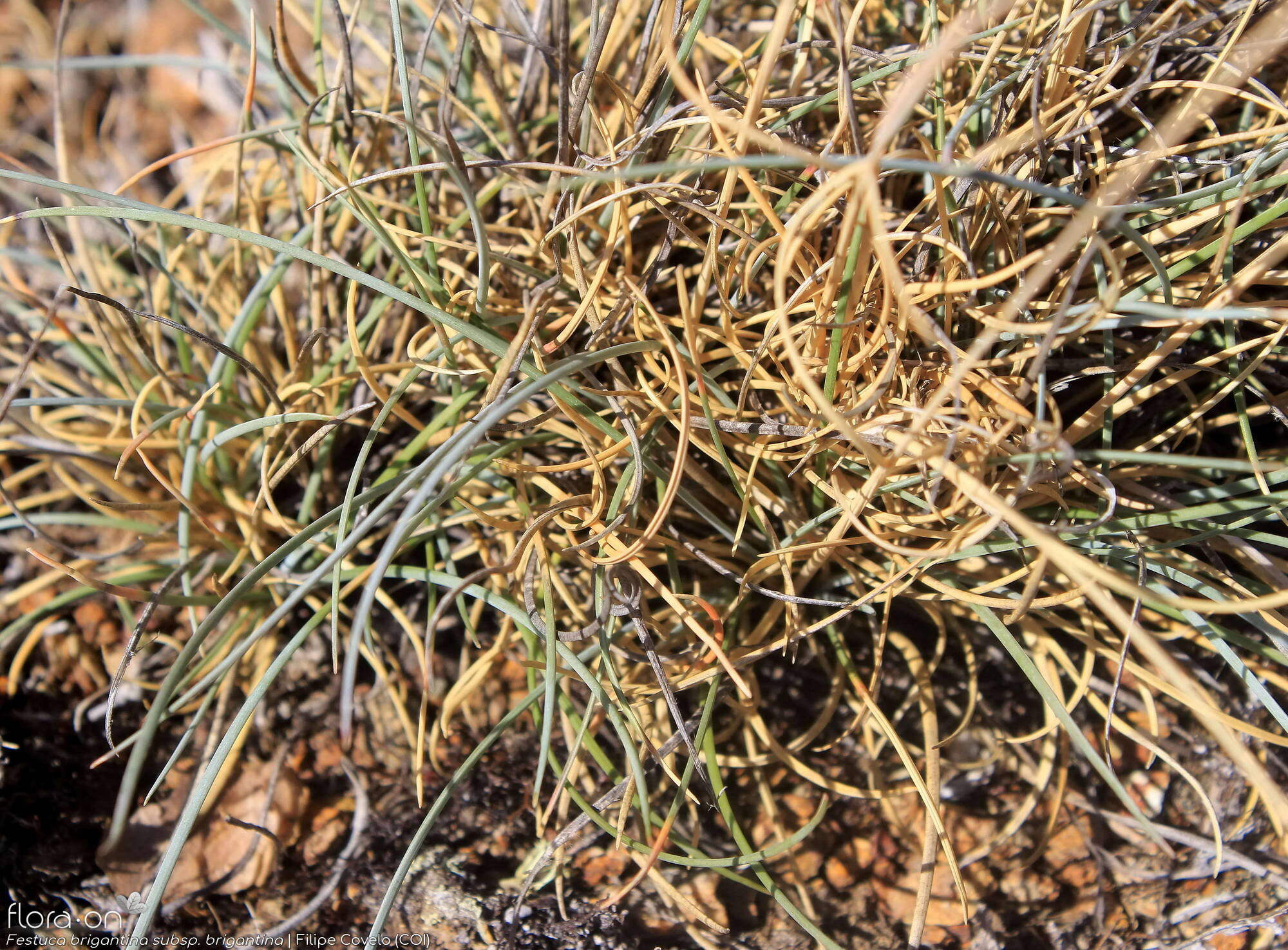 Festuca brigantina brigantina - Folha (geral) | Filipe Covelo; CC BY-NC 4.0
