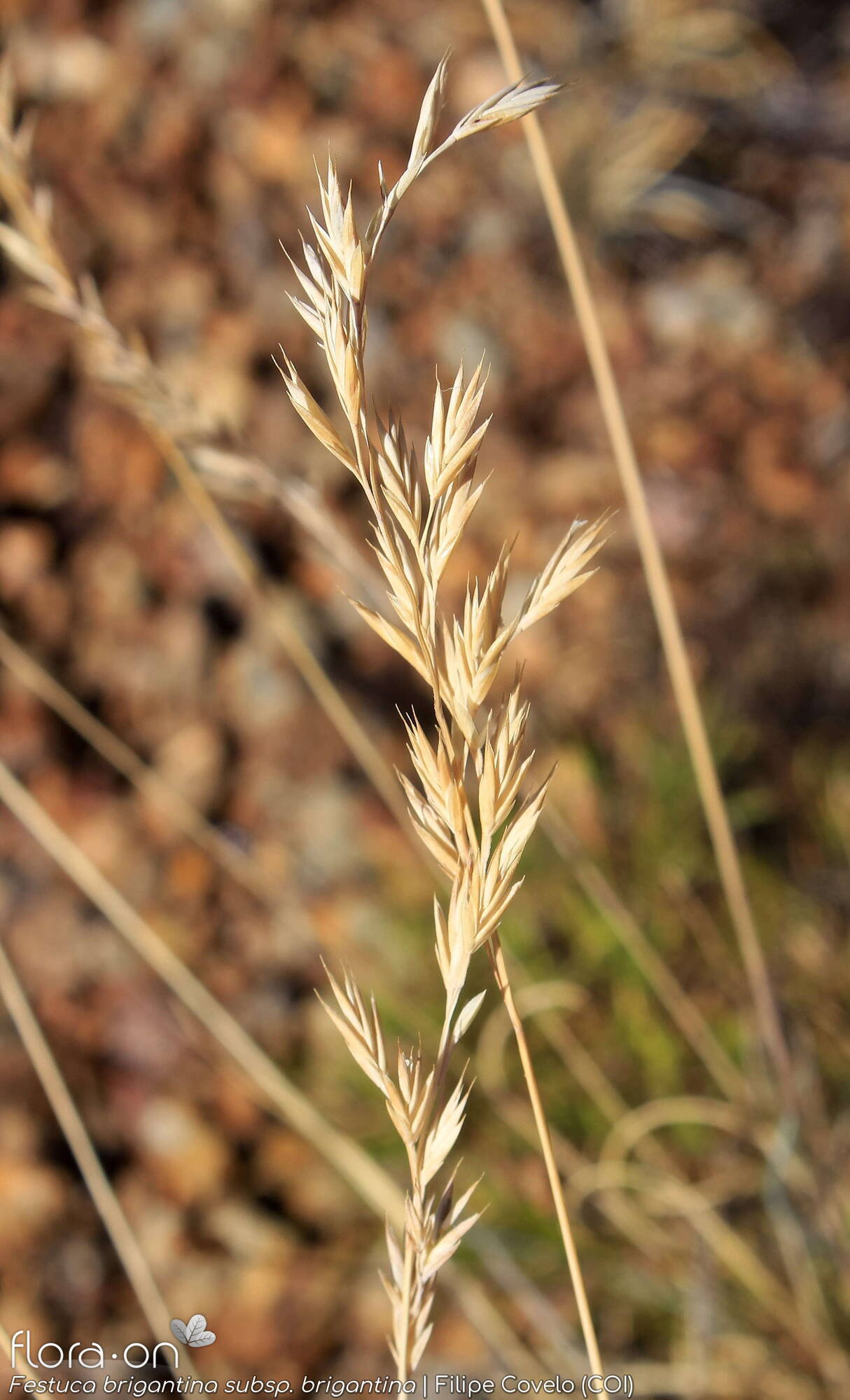 Festuca brigantina brigantina - Flor (geral) | Filipe Covelo; CC BY-NC 4.0