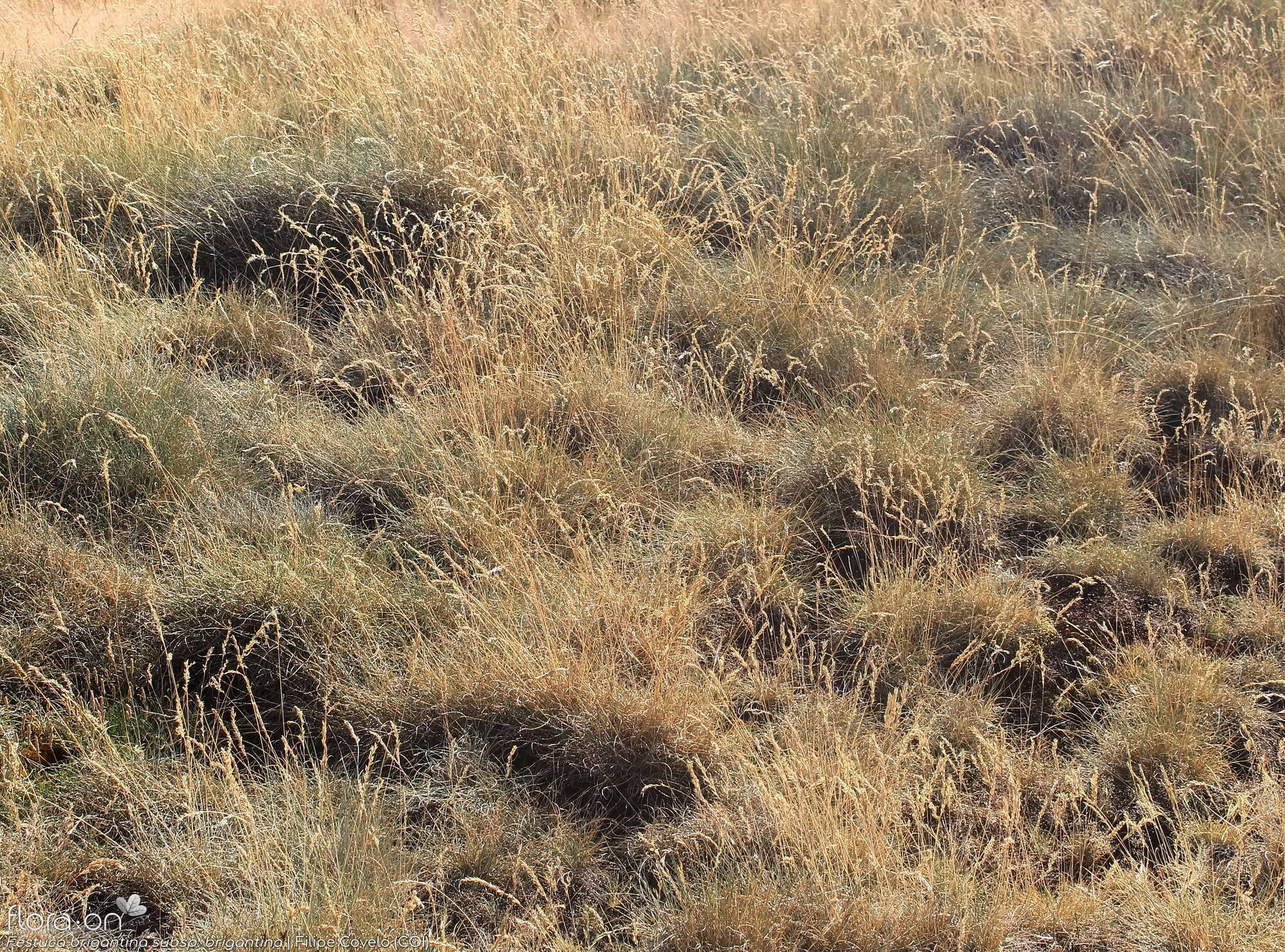 Festuca brigantina brigantina - Hábito | Filipe Covelo; CC BY-NC 4.0