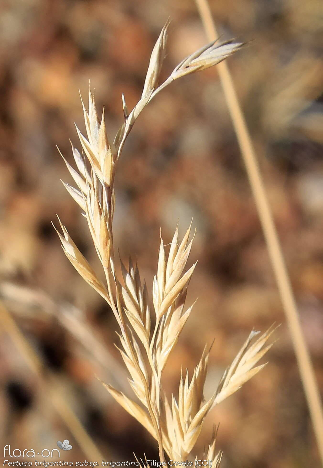 Festuca brigantina brigantina - Flor (geral) | Filipe Covelo; CC BY-NC 4.0