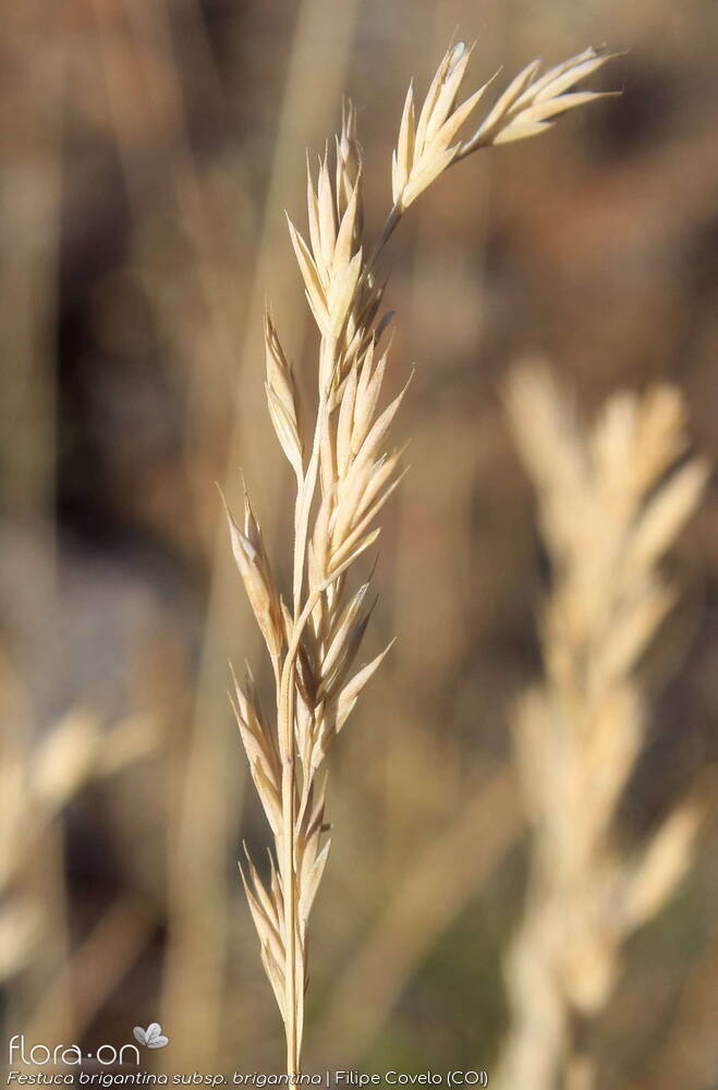 Festuca brigantina