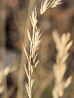 Festuca brigantina