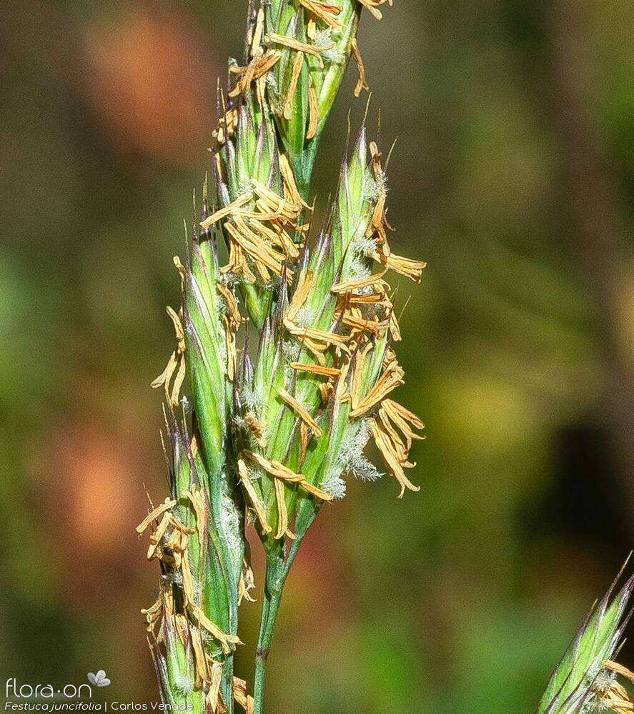 Festuca juncifolia