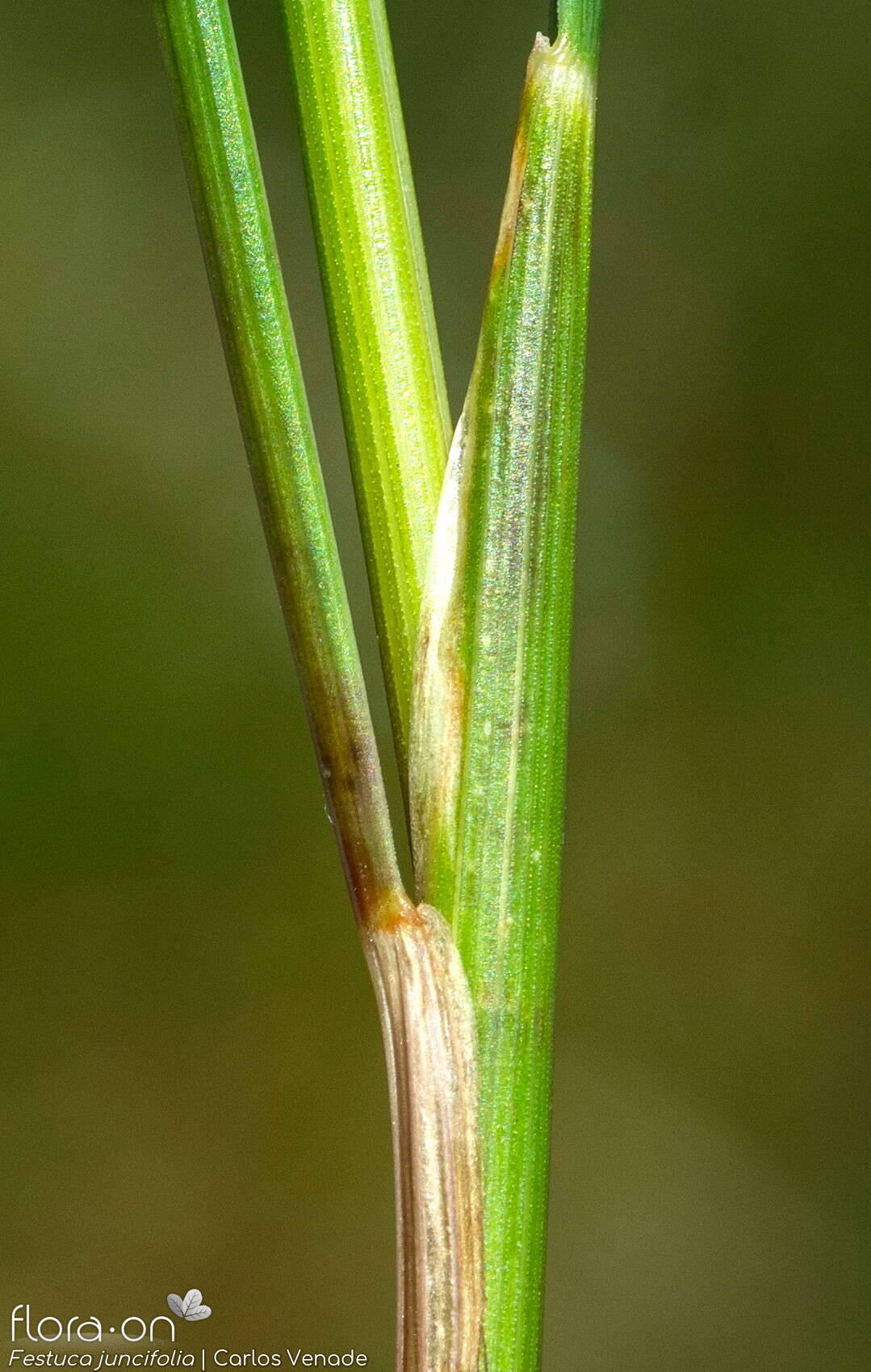 Festuca juncifolia - Folha | Carlos Venade; CC BY-NC 4.0