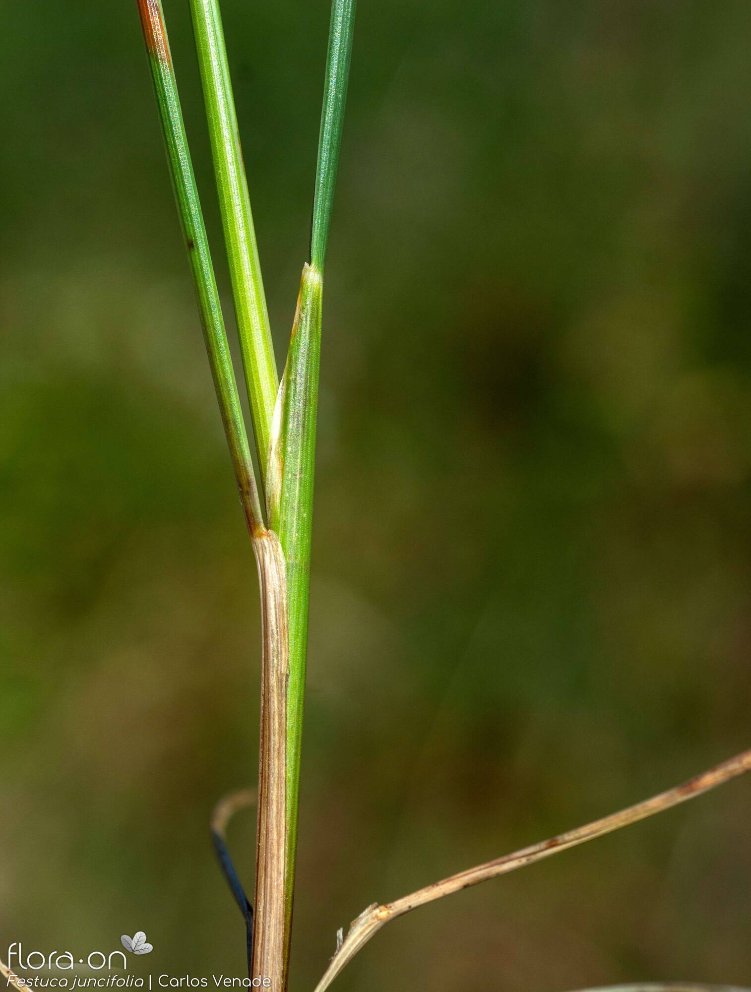 Festuca juncifolia - Folha (geral) | Carlos Venade; CC BY-NC 4.0