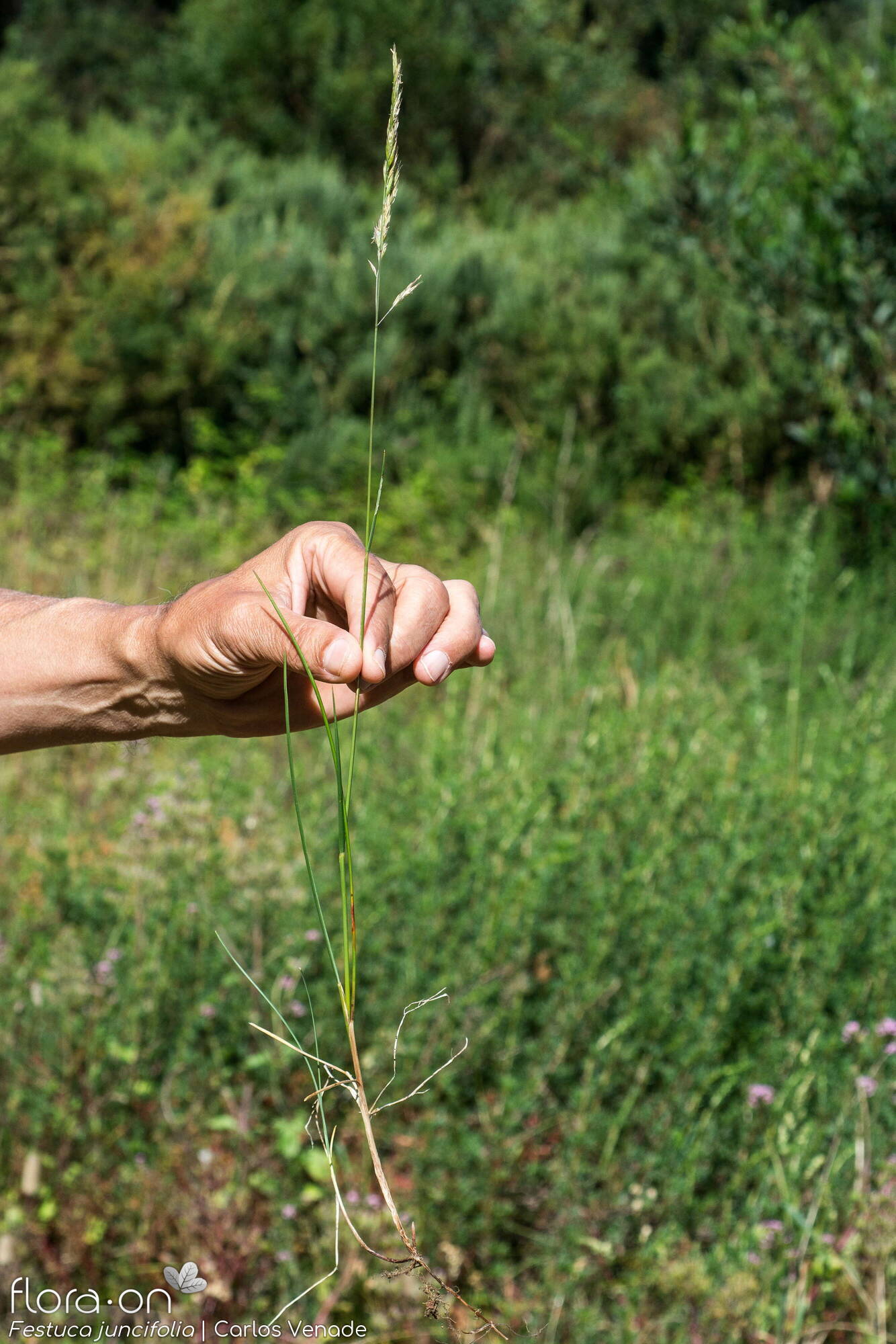 Festuca juncifolia - Hábito | Carlos Venade; CC BY-NC 4.0