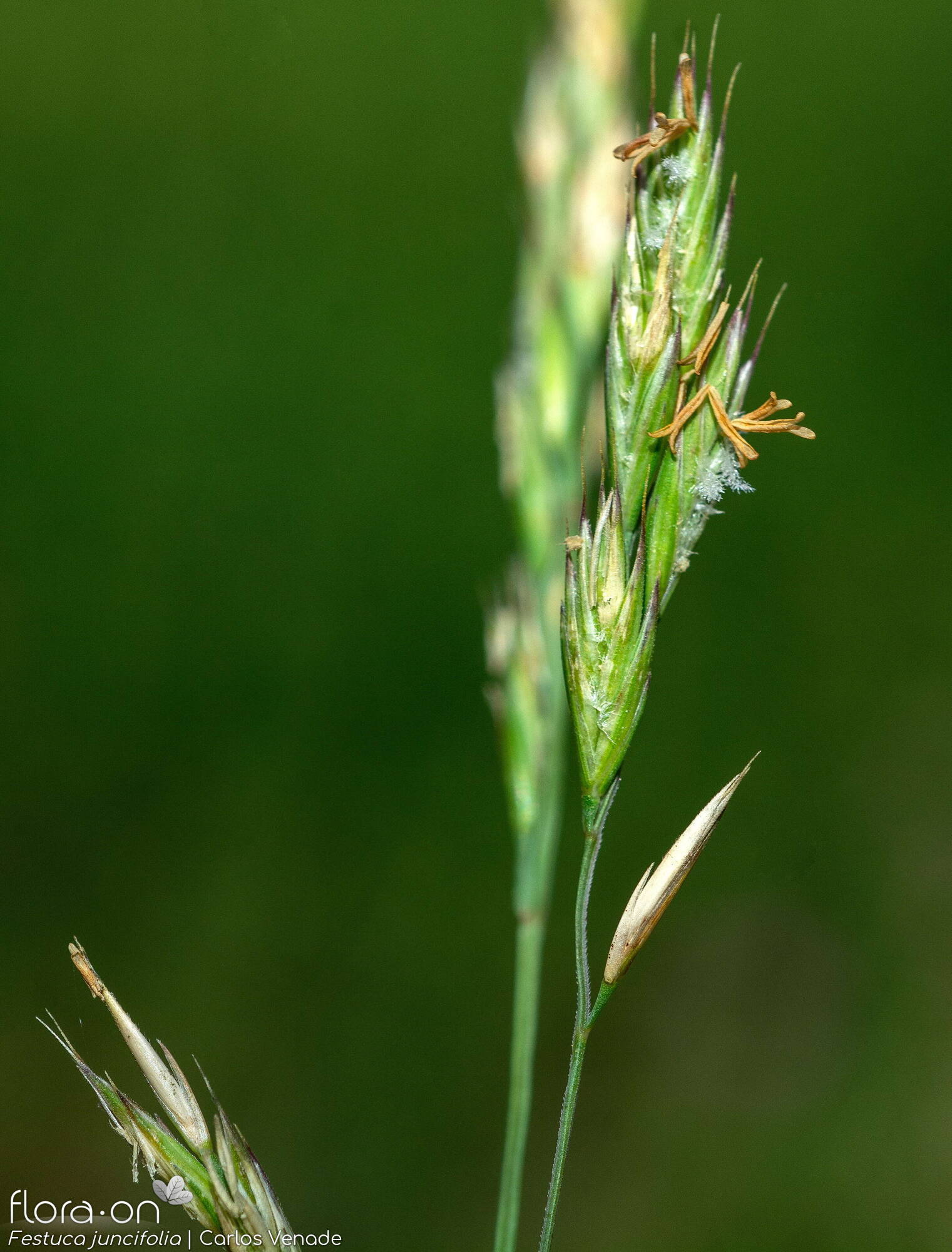 Festuca juncifolia - Flor (geral) | Carlos Venade; CC BY-NC 4.0