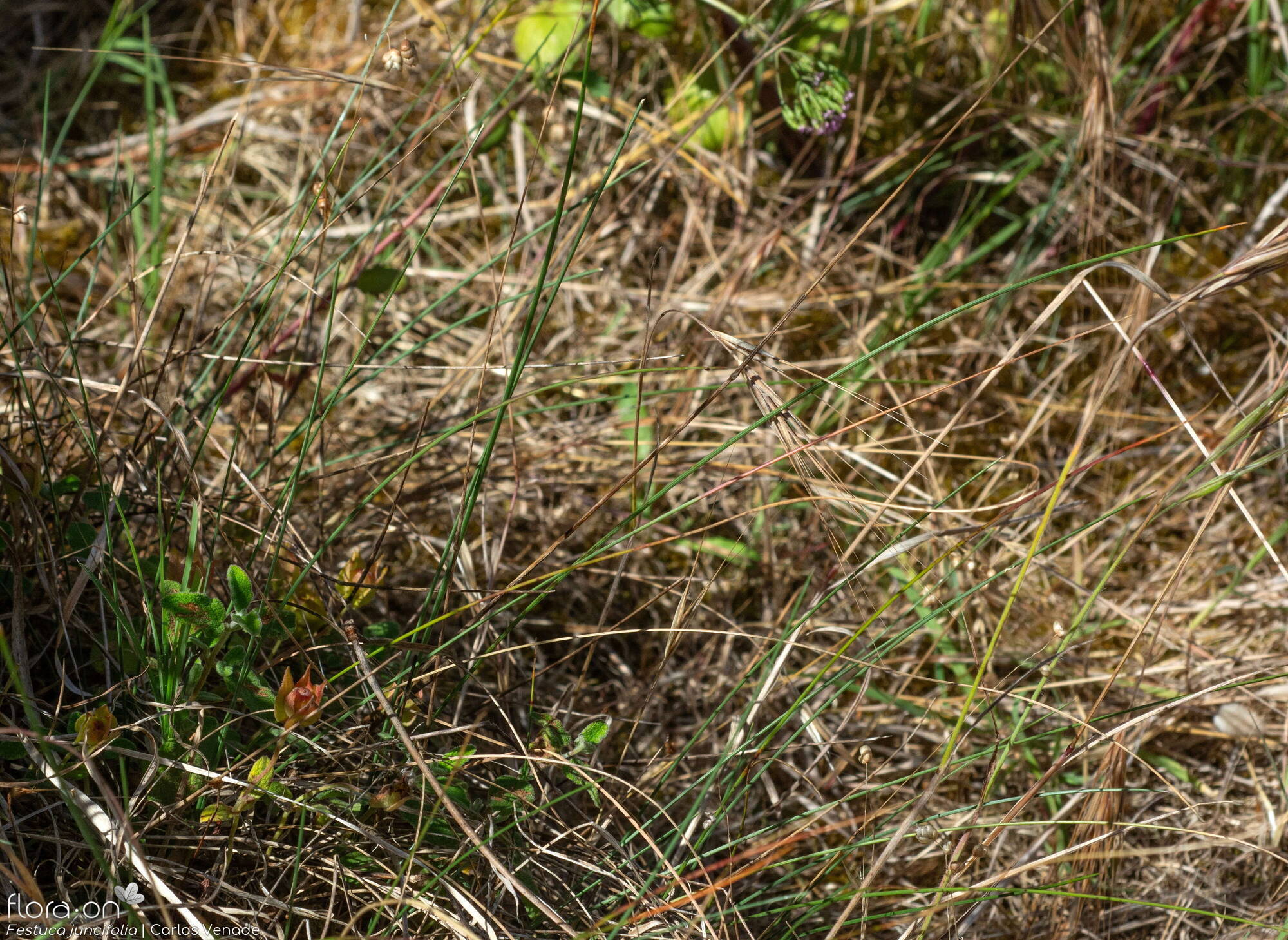 Festuca juncifolia - Hábito | Carlos Venade; CC BY-NC 4.0