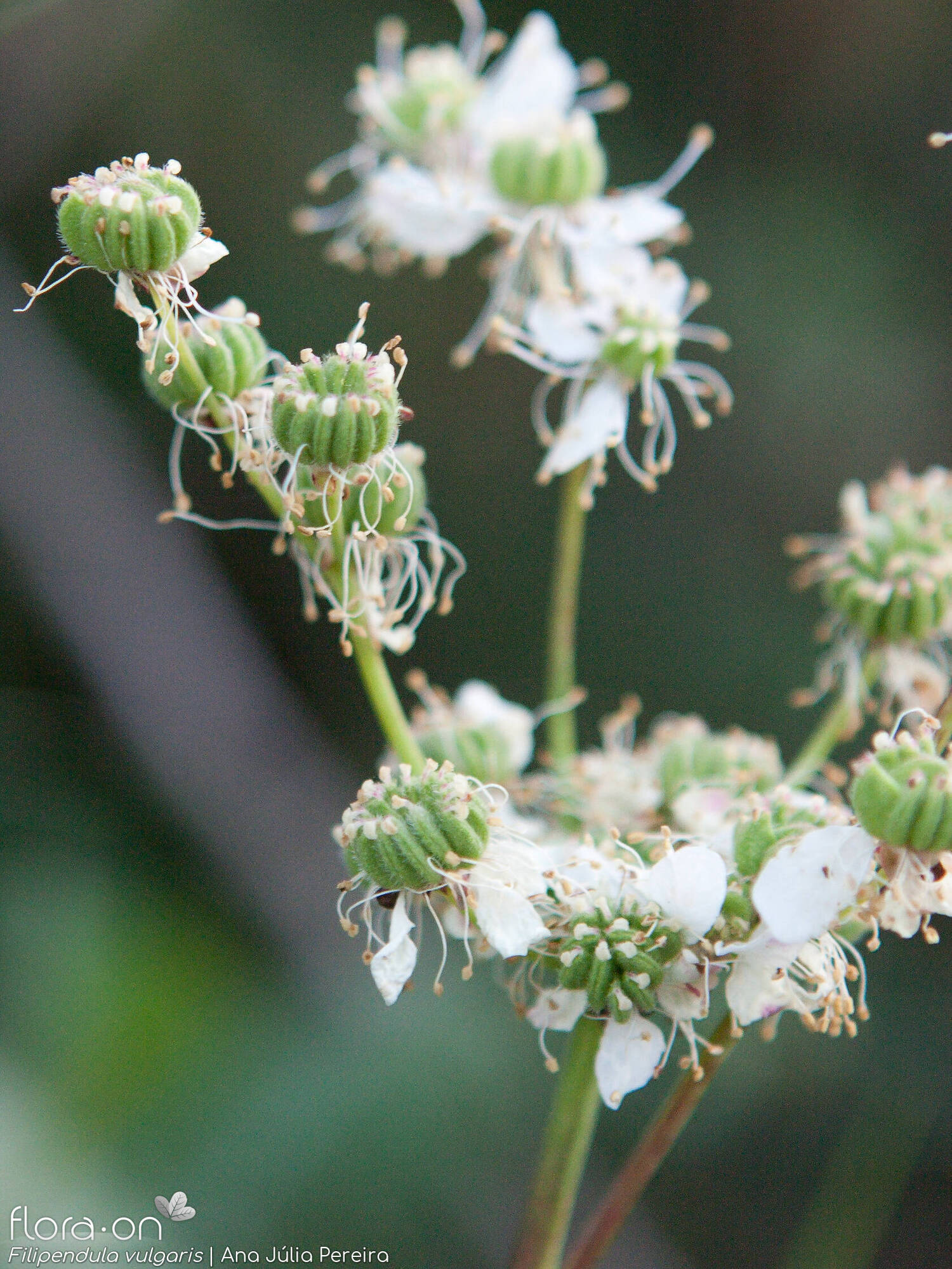 Filipendula vulgaris - Flor (geral) | Ana Júlia Pereira; CC BY-NC 4.0