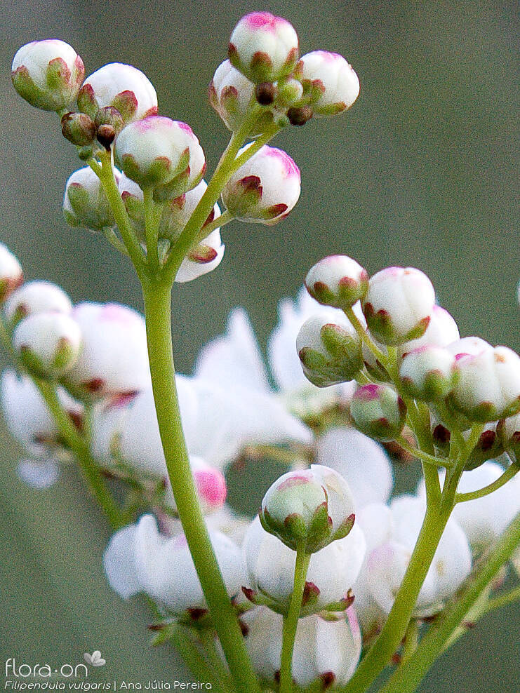 Filipendula vulgaris - Flor (close-up) | Ana Júlia Pereira; CC BY-NC 4.0