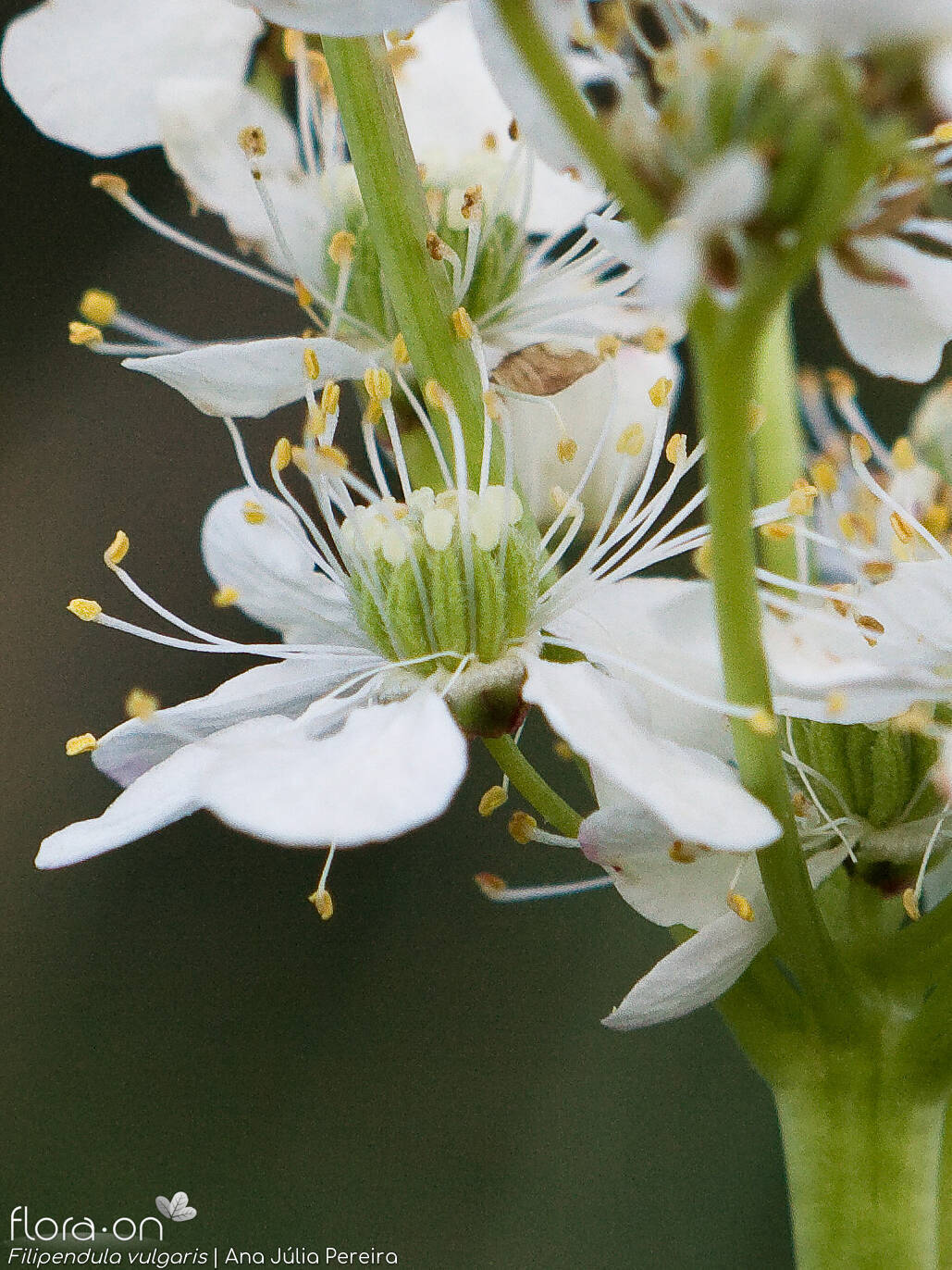 Filipendula vulgaris - Flor (close-up) | Ana Júlia Pereira; CC BY-NC 4.0