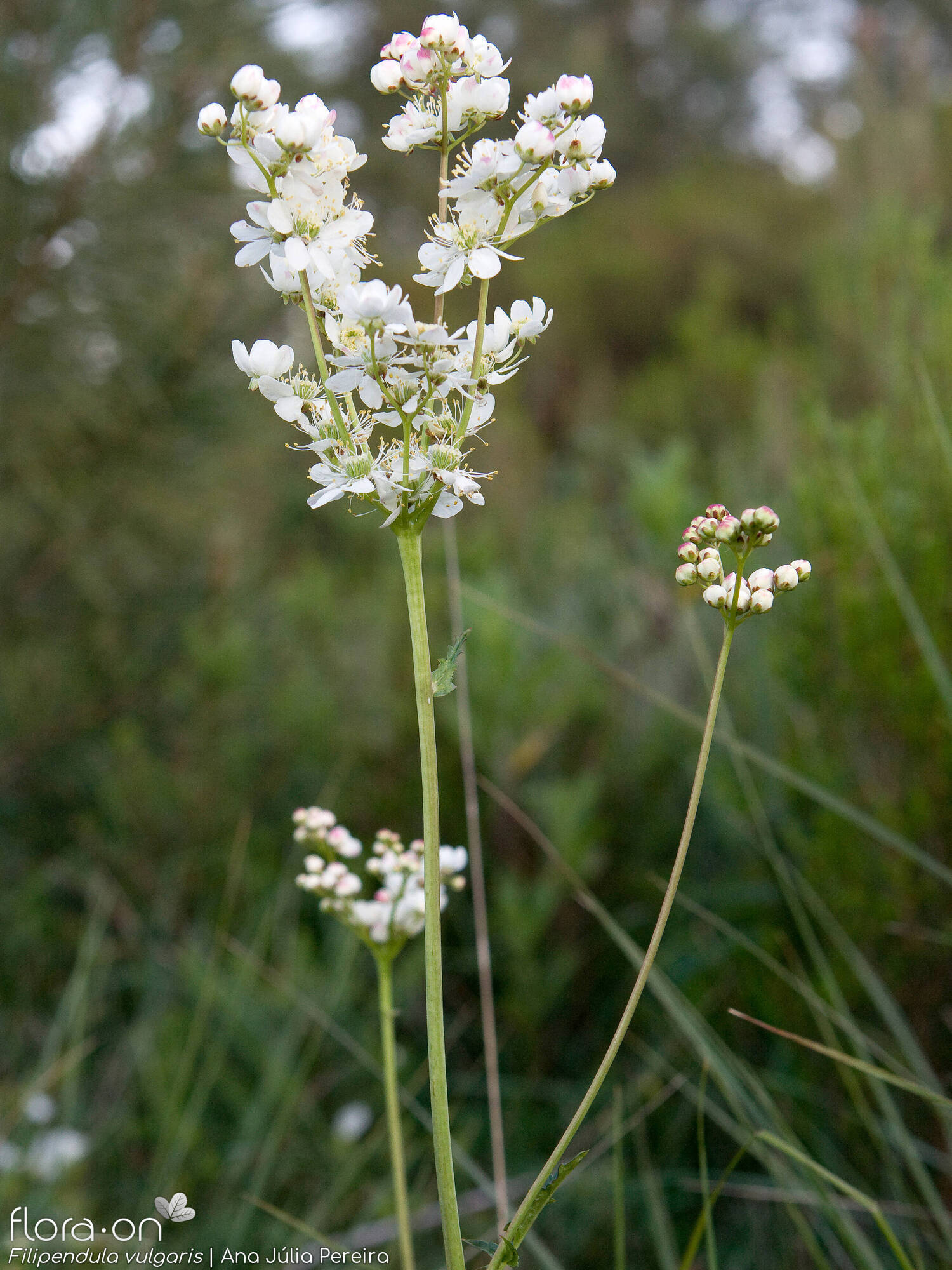 Filipendula vulgaris - Flor (geral) | Ana Júlia Pereira; CC BY-NC 4.0