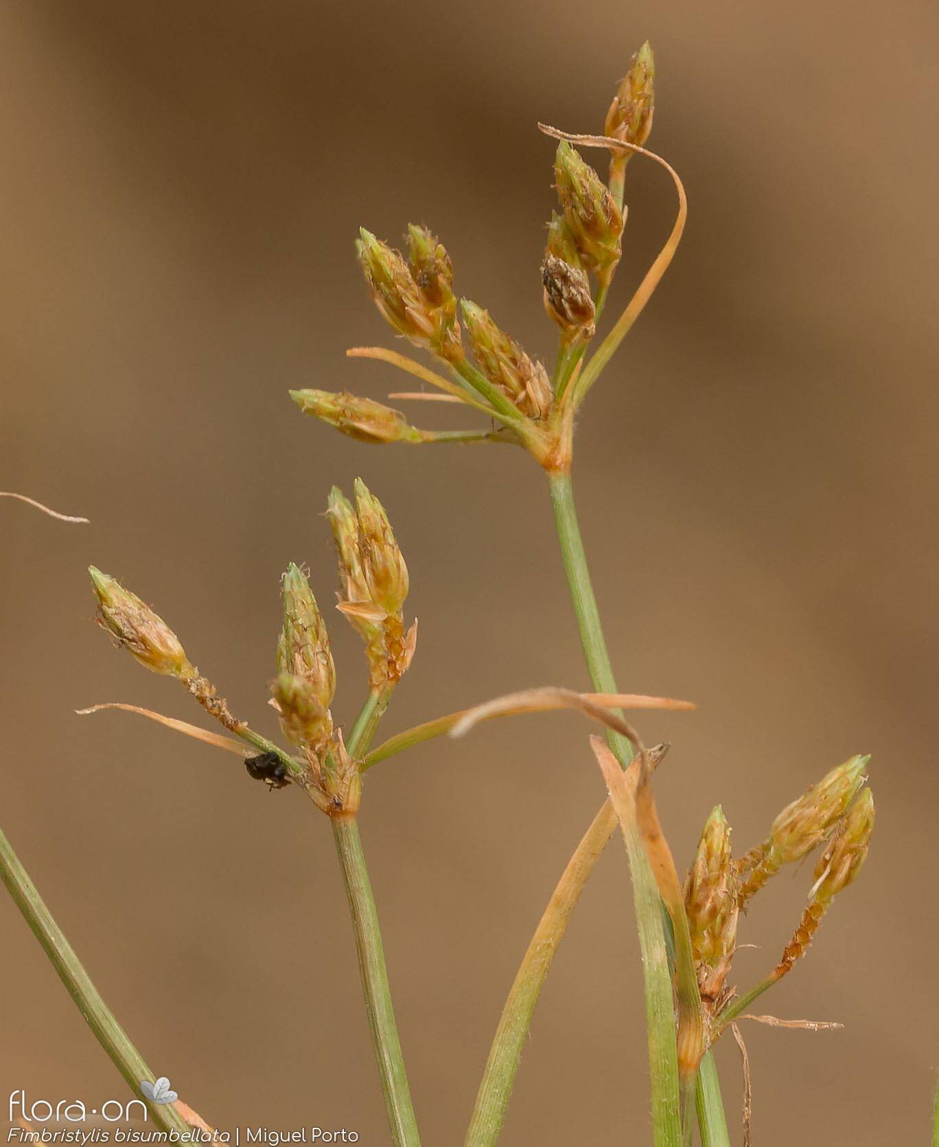 Família Cyperaceae FloraOn
