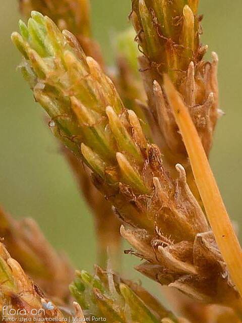 Fimbristylis bisumbellata - Flor (close-up) | Miguel Porto; CC BY-NC 4.0