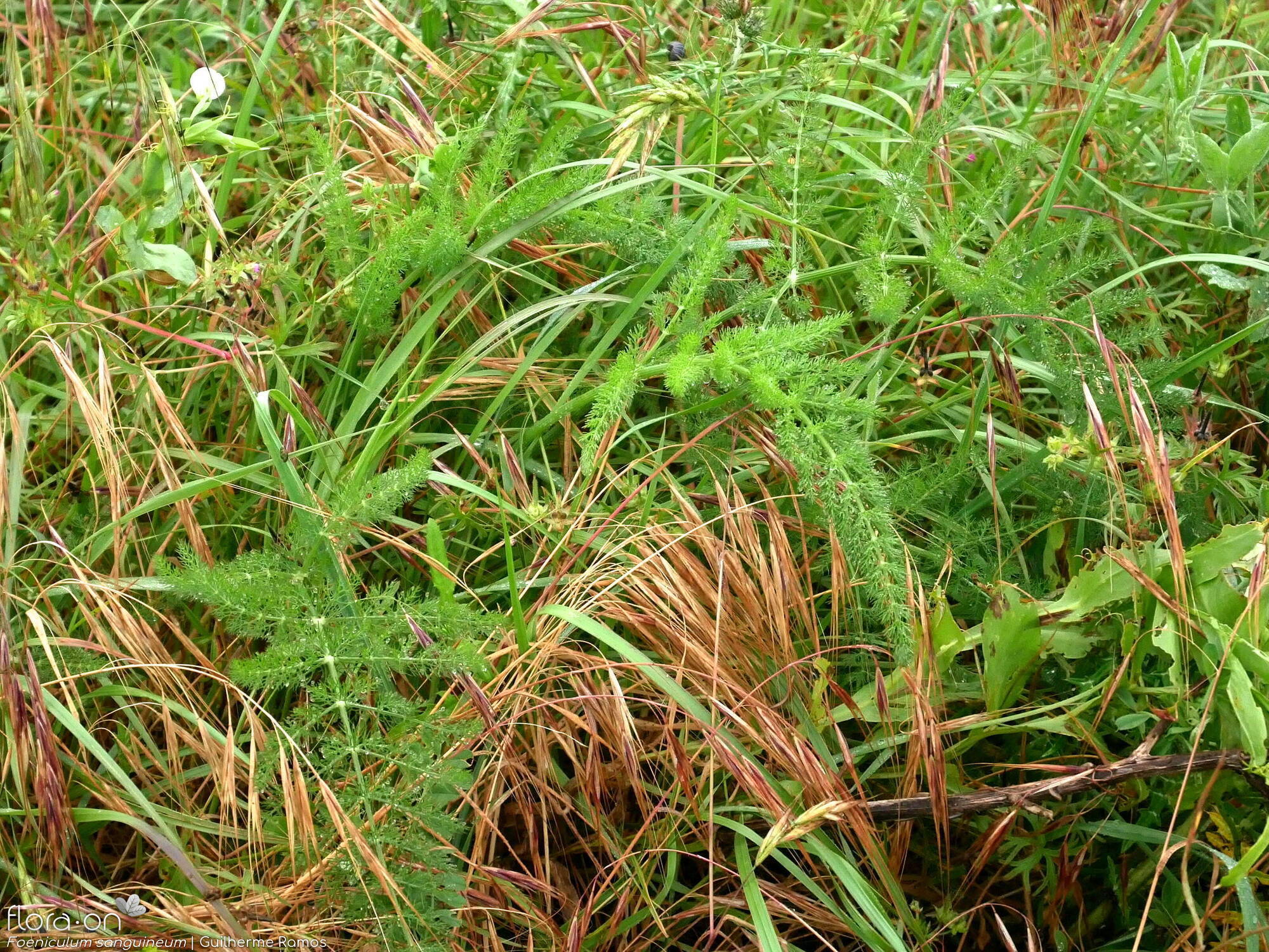 Foeniculum sanguineum - Folha (geral) | Guilherme Ramos; CC BY-NC 4.0