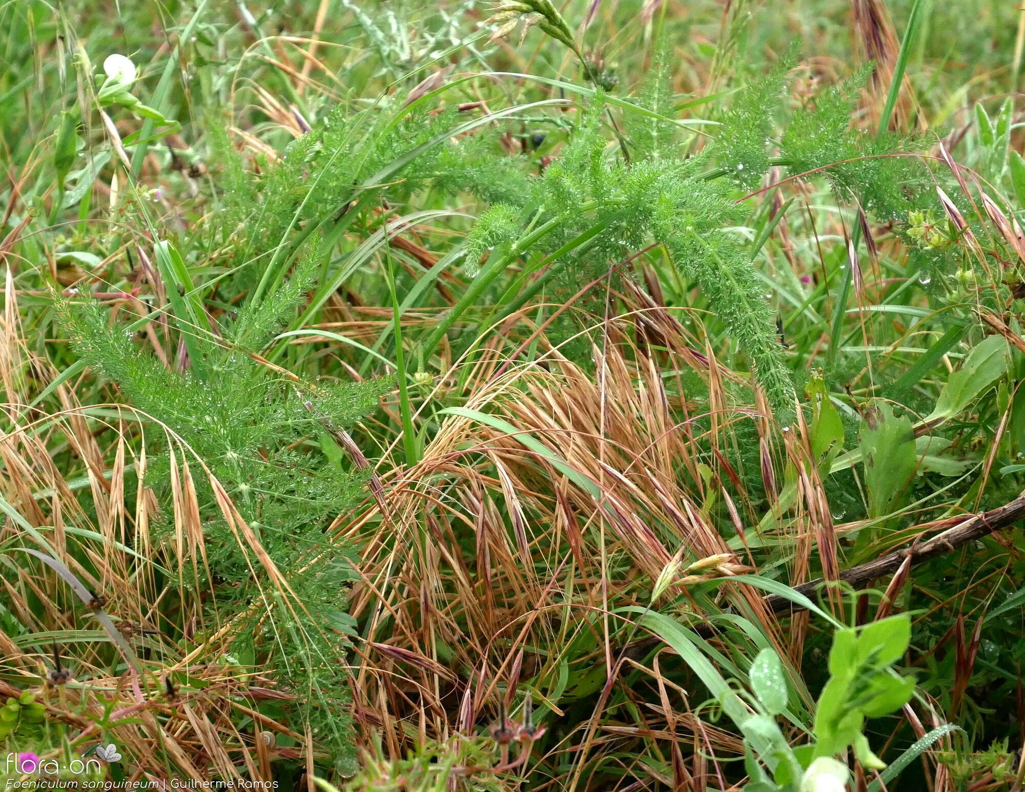 Foeniculum sanguineum - Folha (geral) | Guilherme Ramos; CC BY-NC 4.0