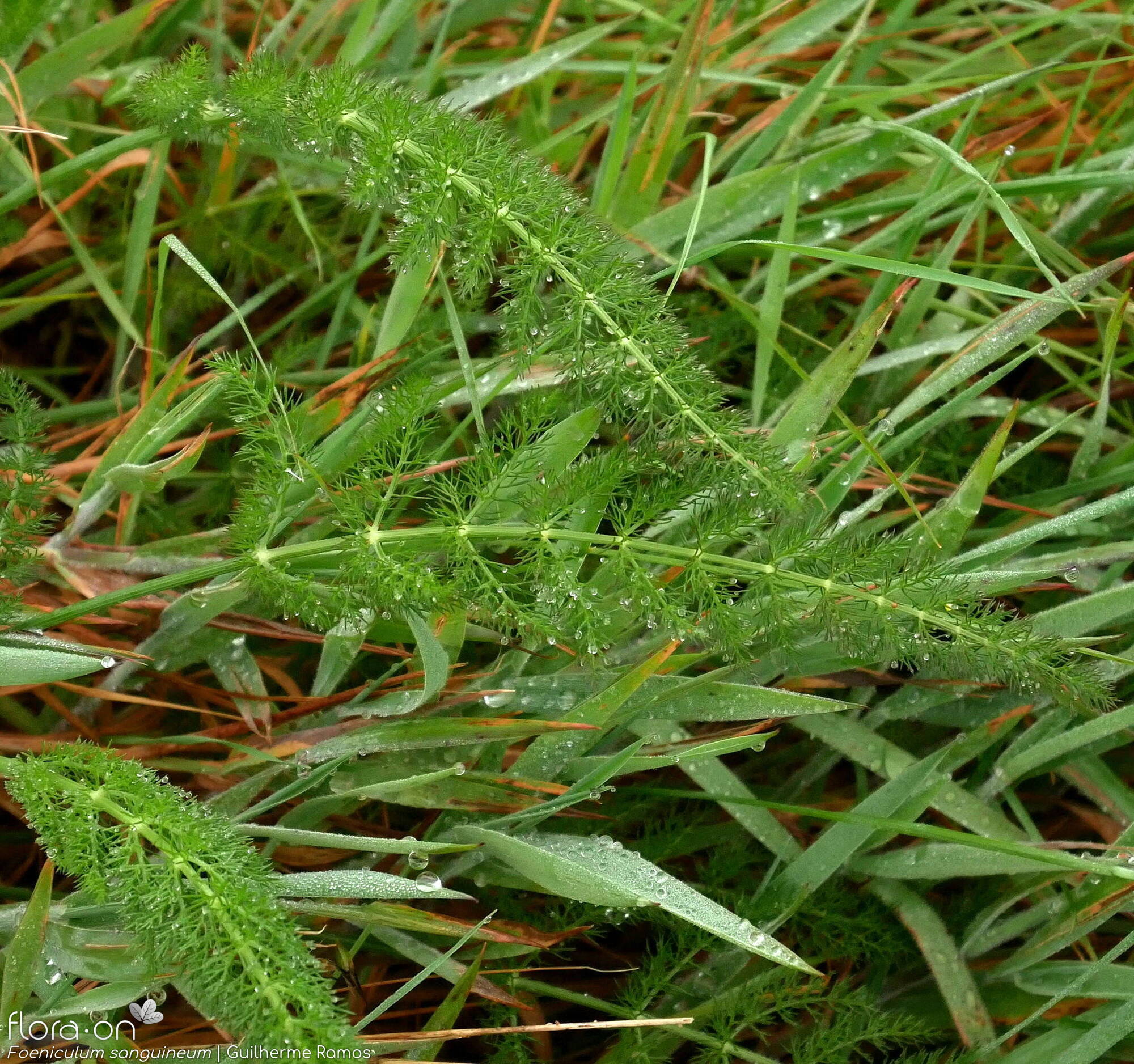 Foeniculum sanguineum - Folha (geral) | Guilherme Ramos; CC BY-NC 4.0