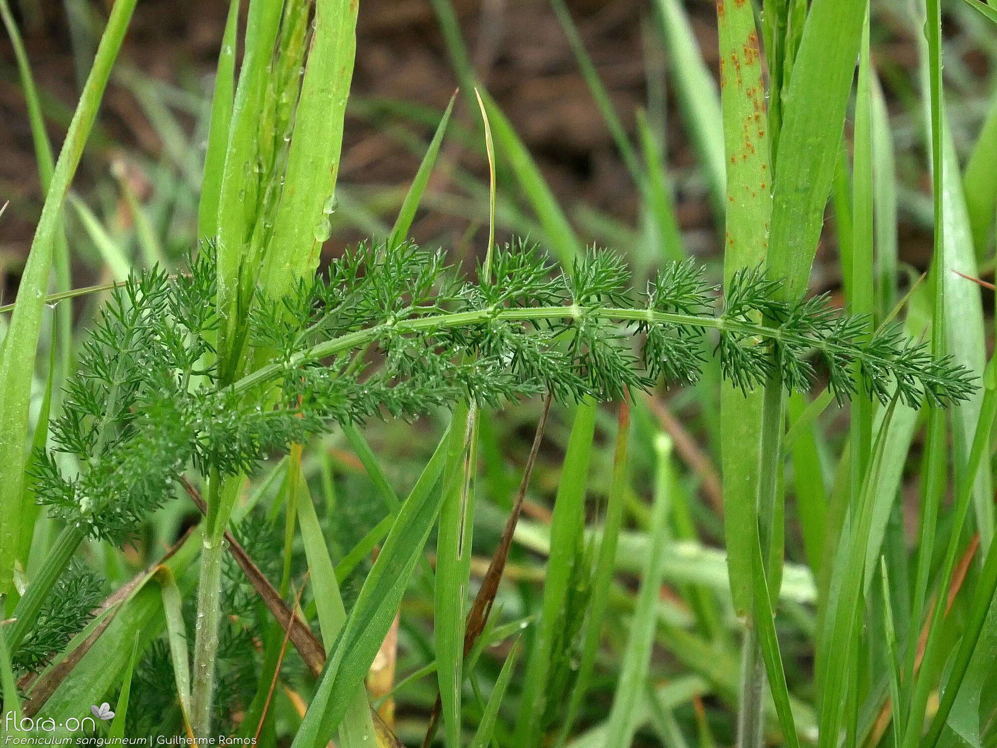 Foeniculum sanguineum - Folha | Guilherme Ramos; CC BY-NC 4.0