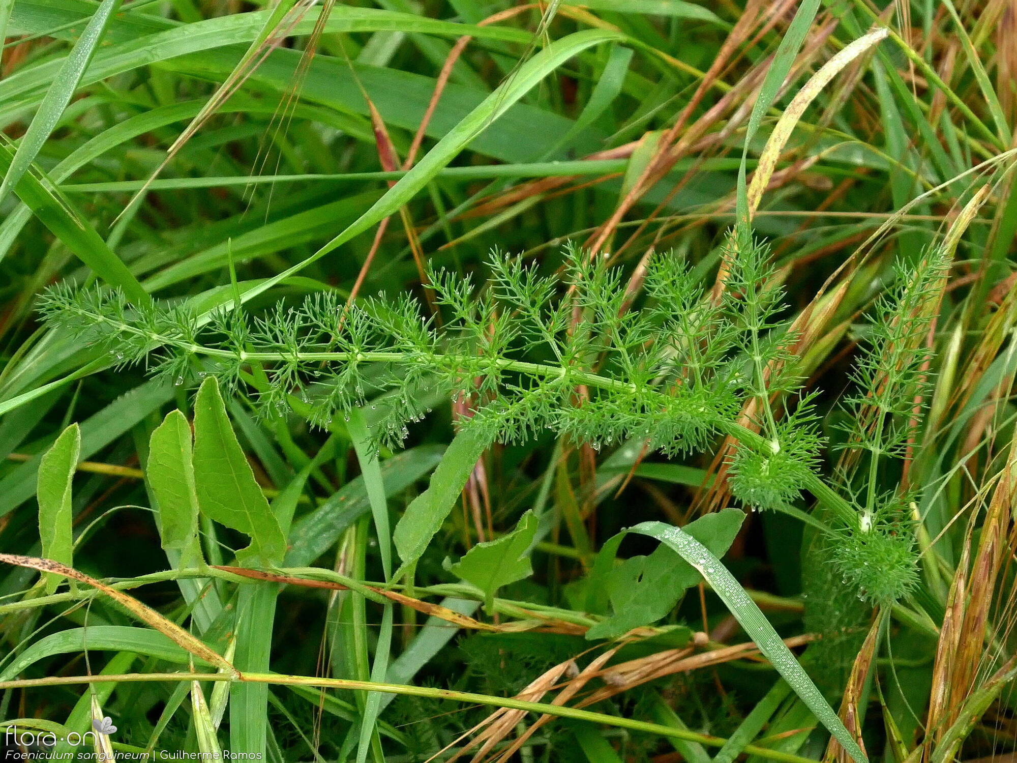 Foeniculum sanguineum - Folha | Guilherme Ramos; CC BY-NC 4.0