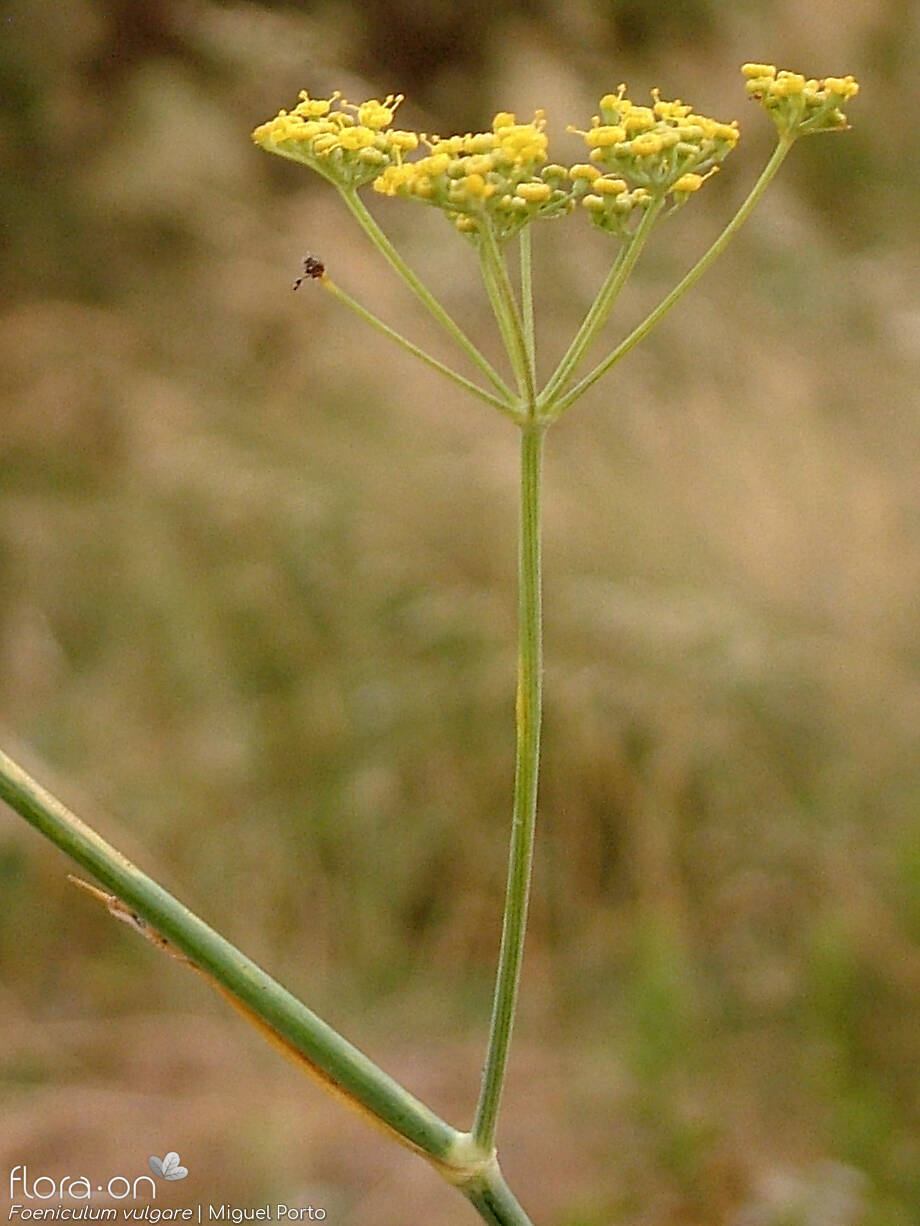 Foeniculum vulgare - Flor (geral) | Miguel Porto; CC BY-NC 4.0