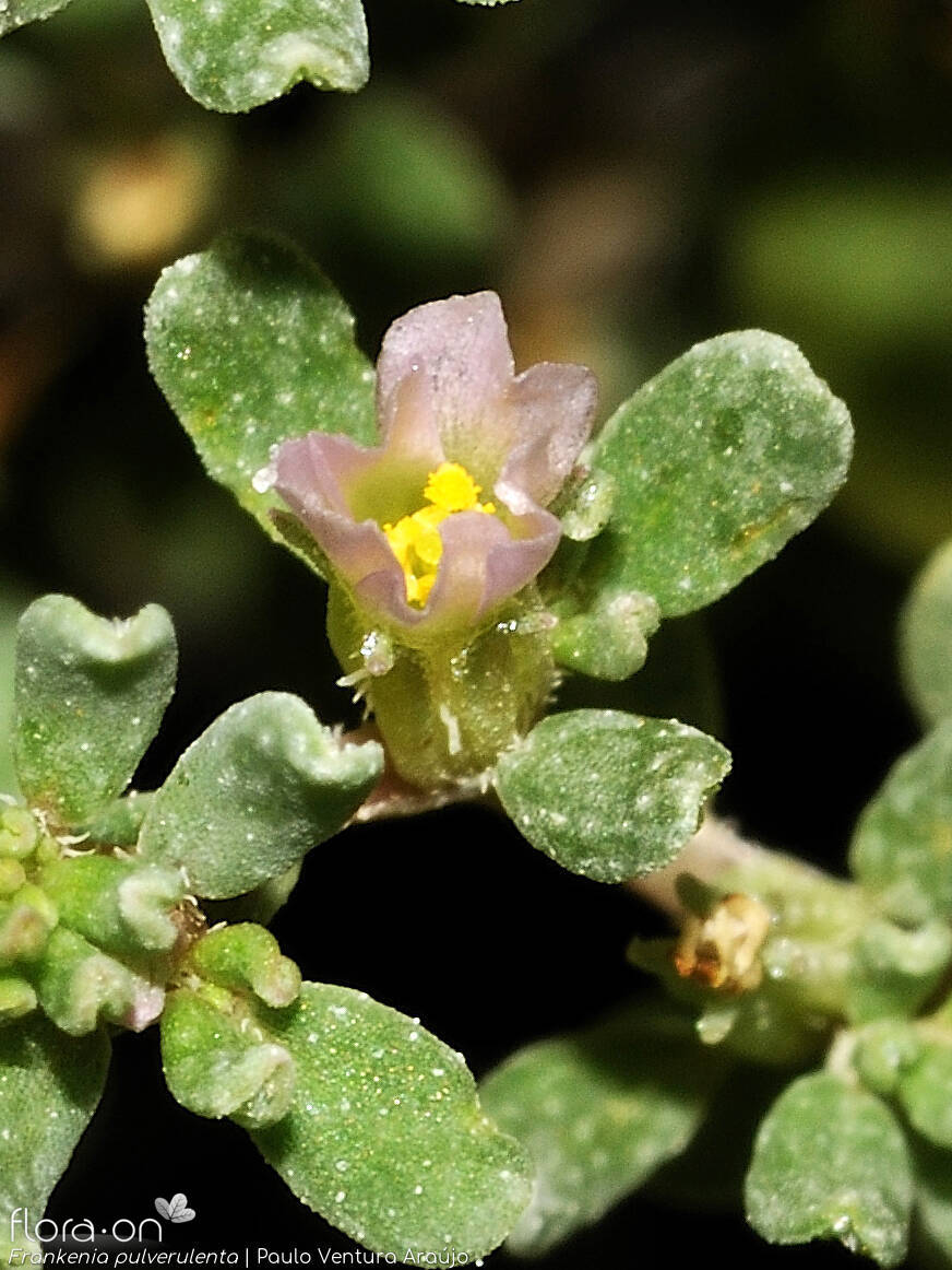 Frankenia pulverulenta - Flor (close-up) | Paulo Ventura Araújo; CC BY-NC 4.0