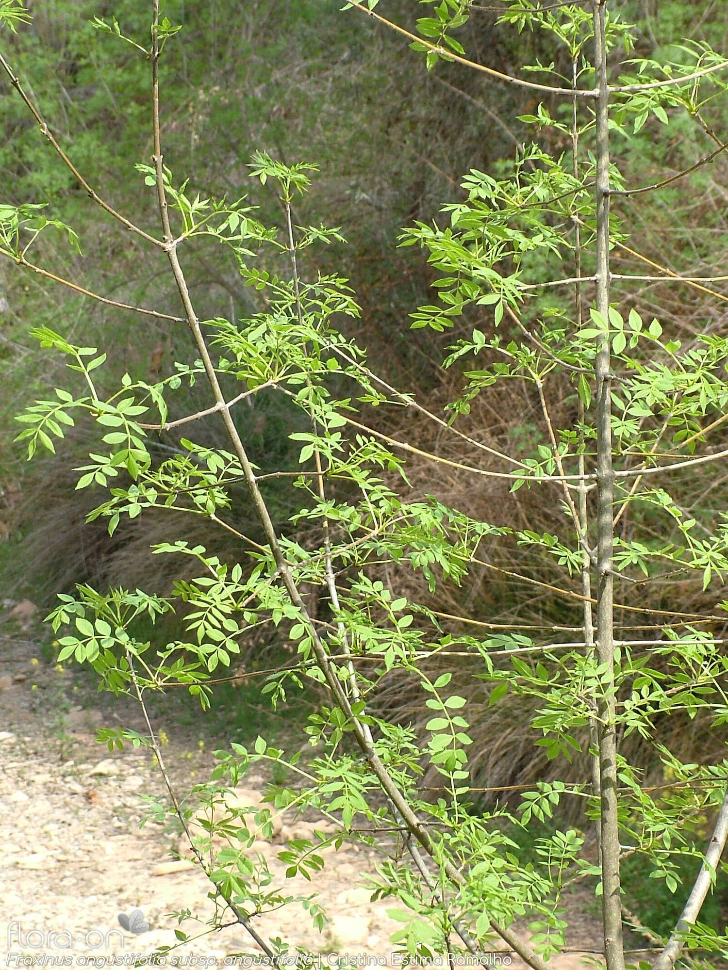 Fraxinus angustifolia angustifolia - Ramo | Cristina Estima Ramalho; CC BY-NC 4.0