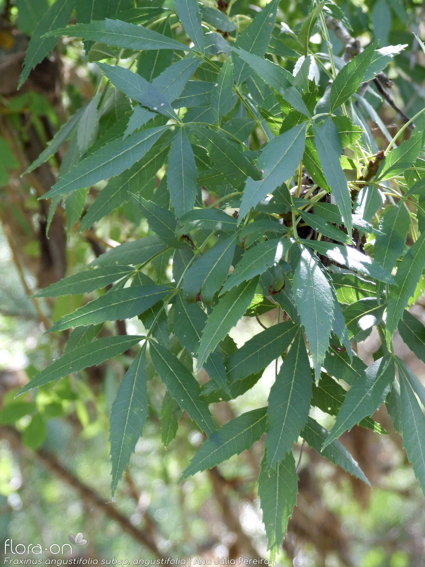 Fraxinus angustifolia angustifolia - Folha (geral) | Ana Júlia Pereira; CC BY-NC 4.0