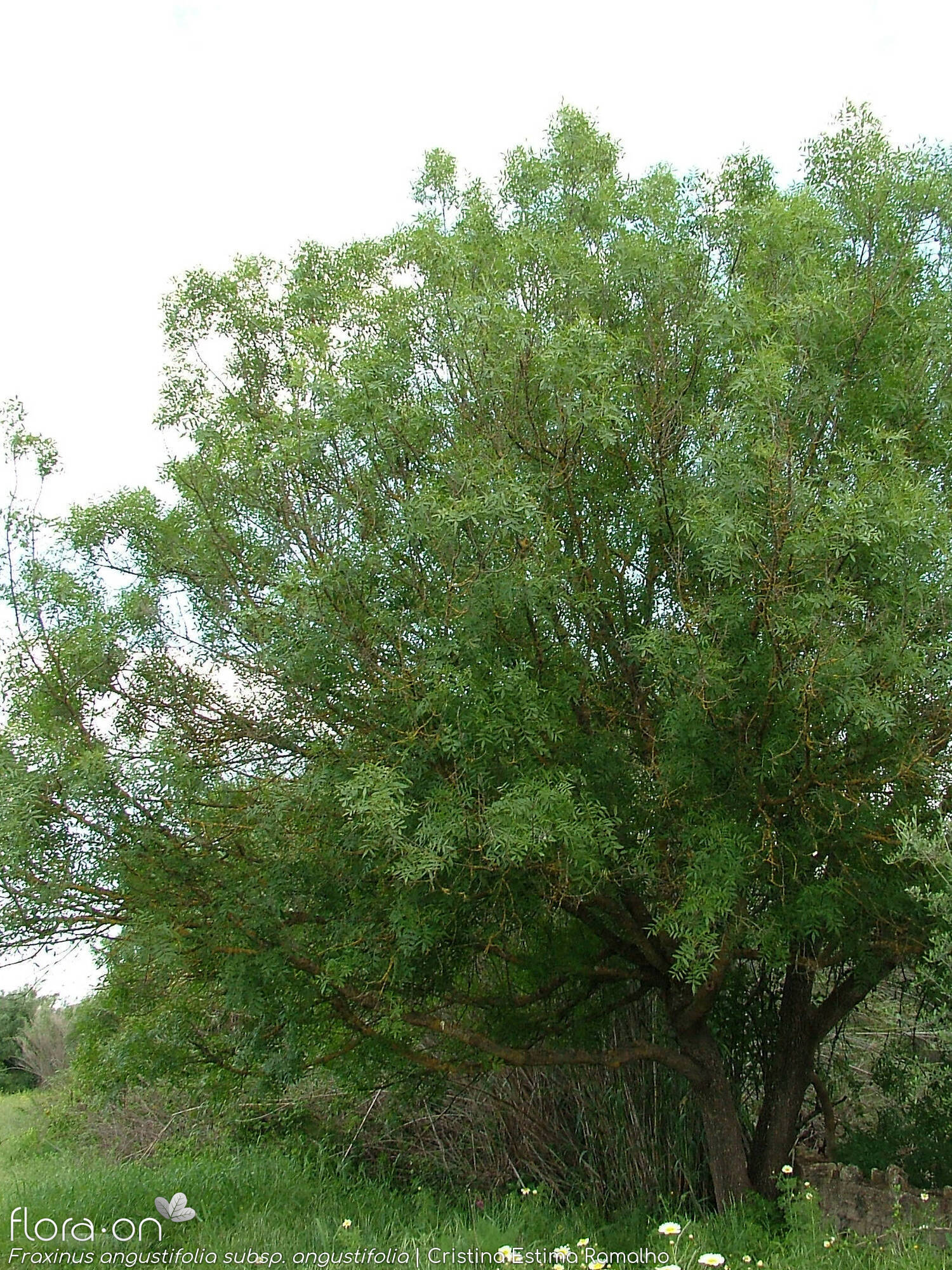 Fraxinus angustifolia angustifolia - Hábito | Cristina Estima Ramalho; CC BY-NC 4.0