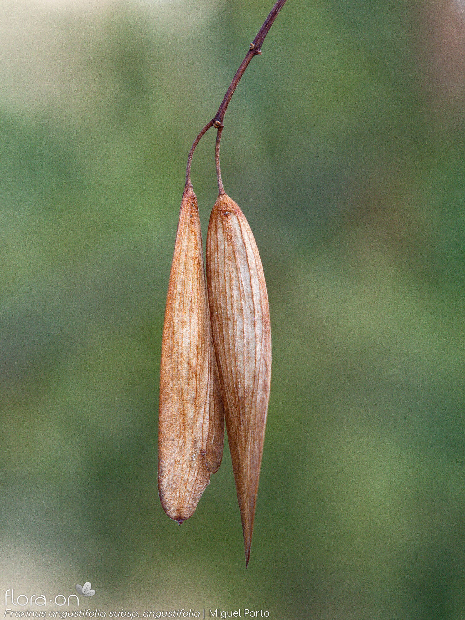Fraxinus angustifolia angustifolia - Fruto | Miguel Porto; CC BY-NC 4.0